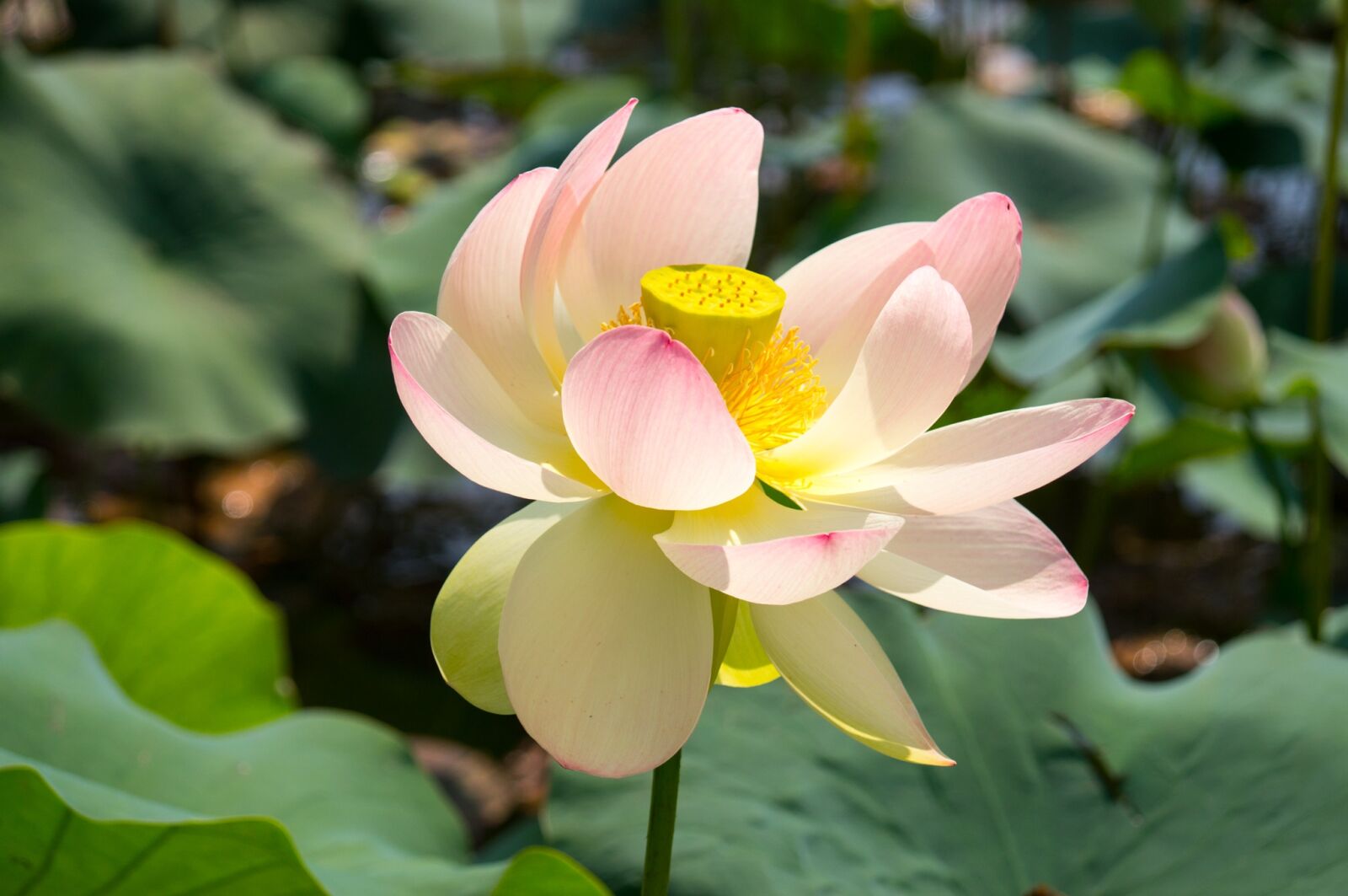 Sony DT 16-105mm F3.5-5.6 sample photo. Lotus, water, flower photography