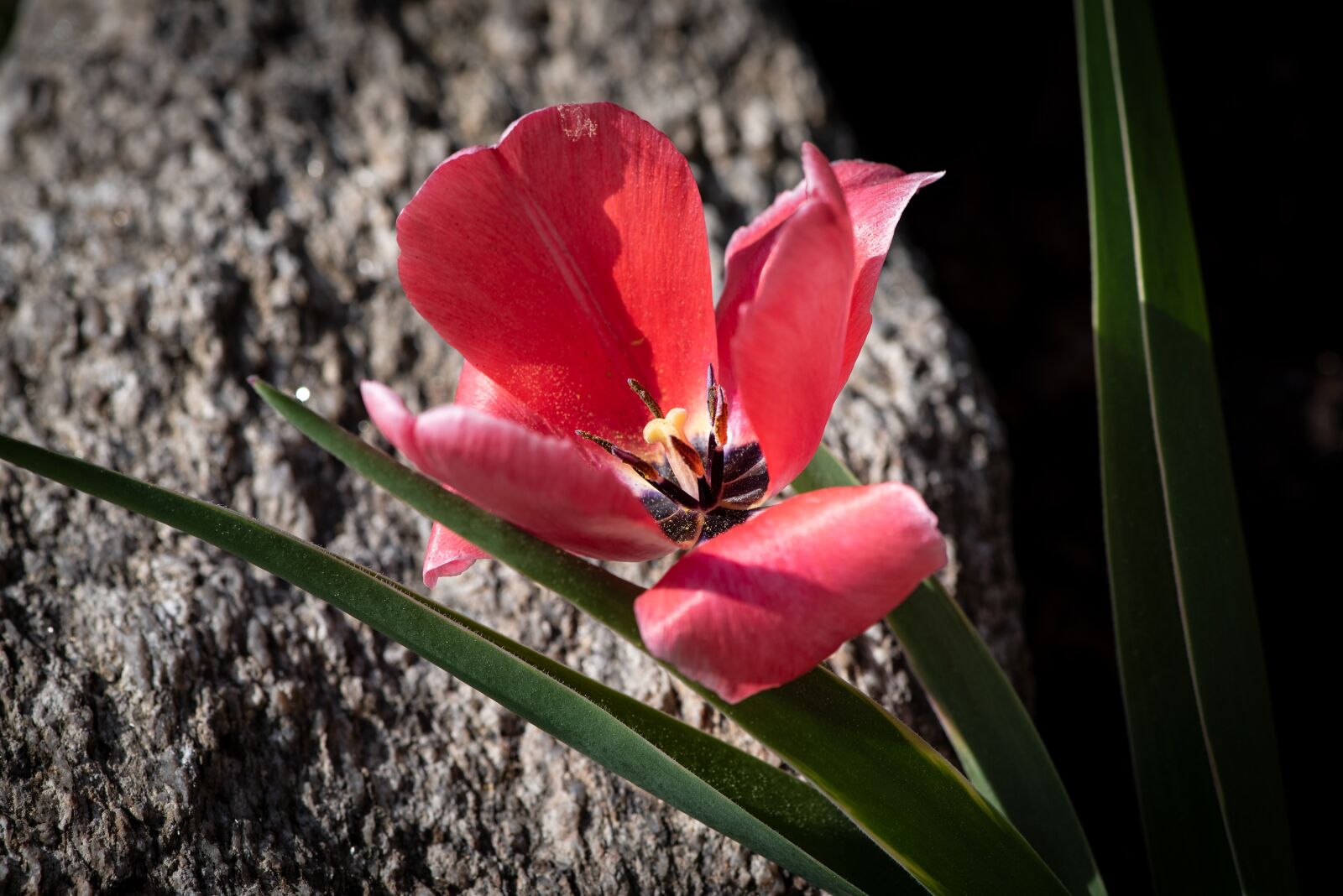 Nikon D750 sample photo. Tulip, flower, blossom photography