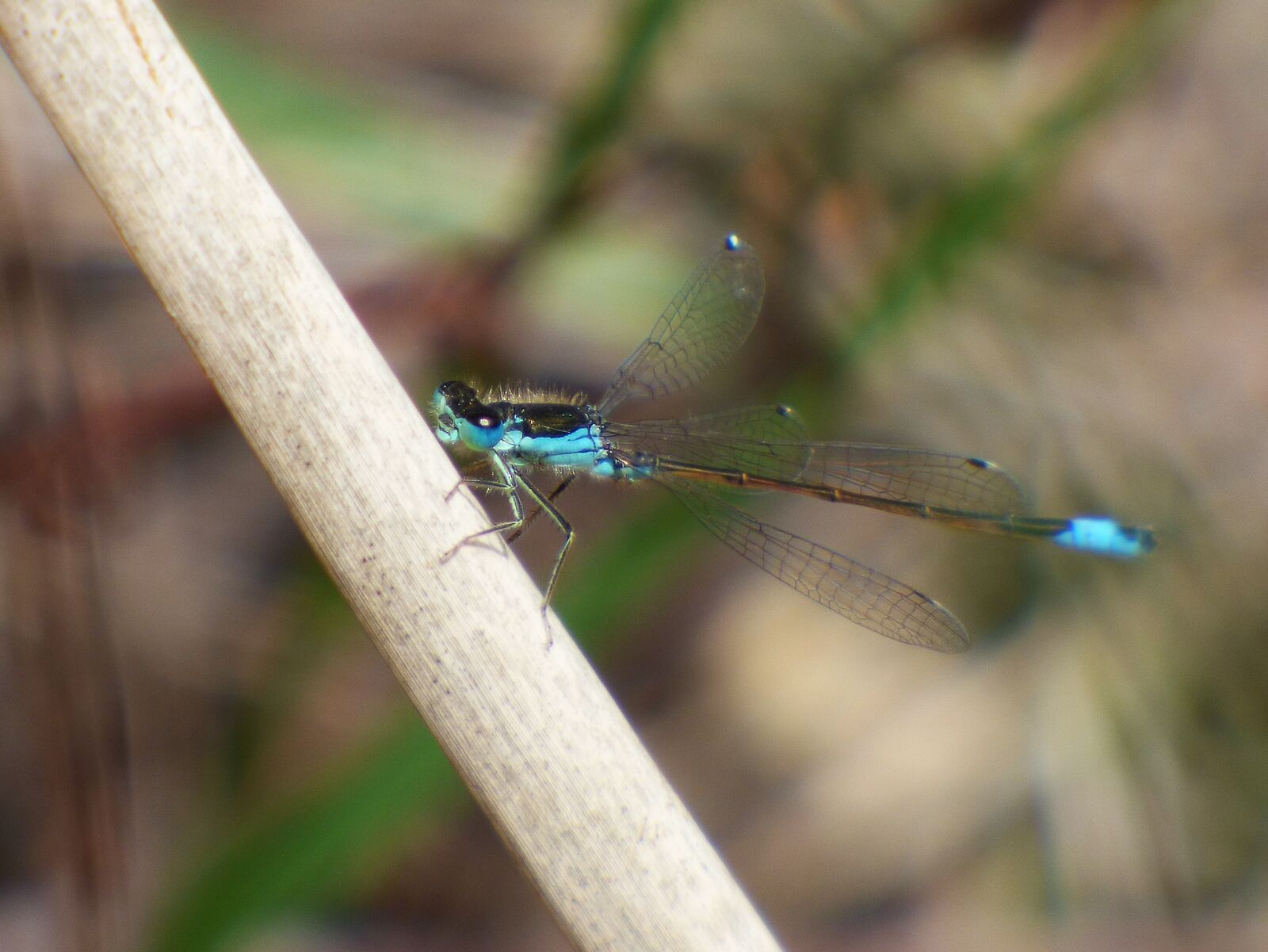 Panasonic Lumix DMC-FZ70 sample photo. Dragonfly, dragonfly blue and photography
