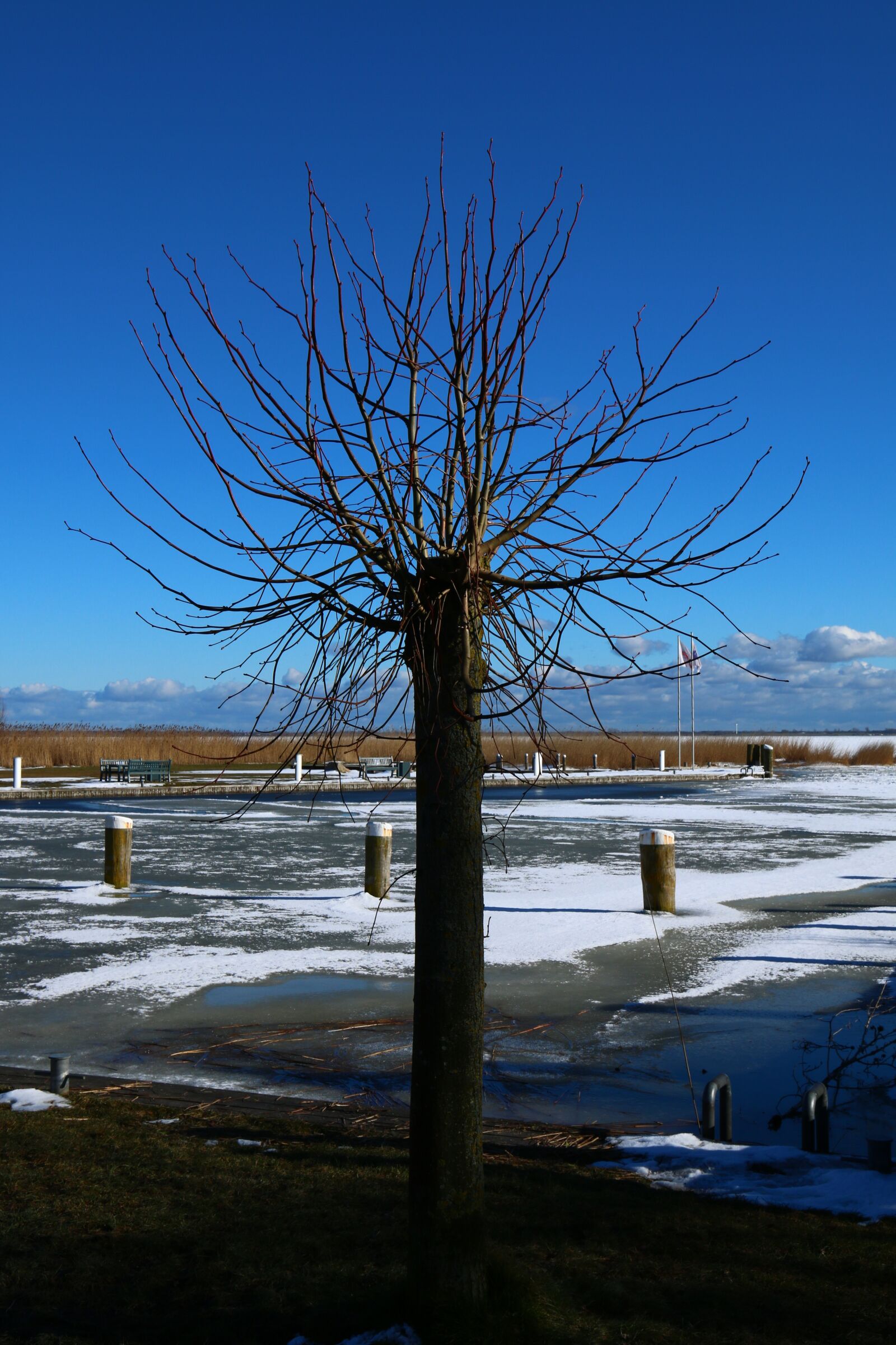 Canon EOS 70D + Canon EF 16-35mm F4L IS USM sample photo. Tree, waters, nature photography
