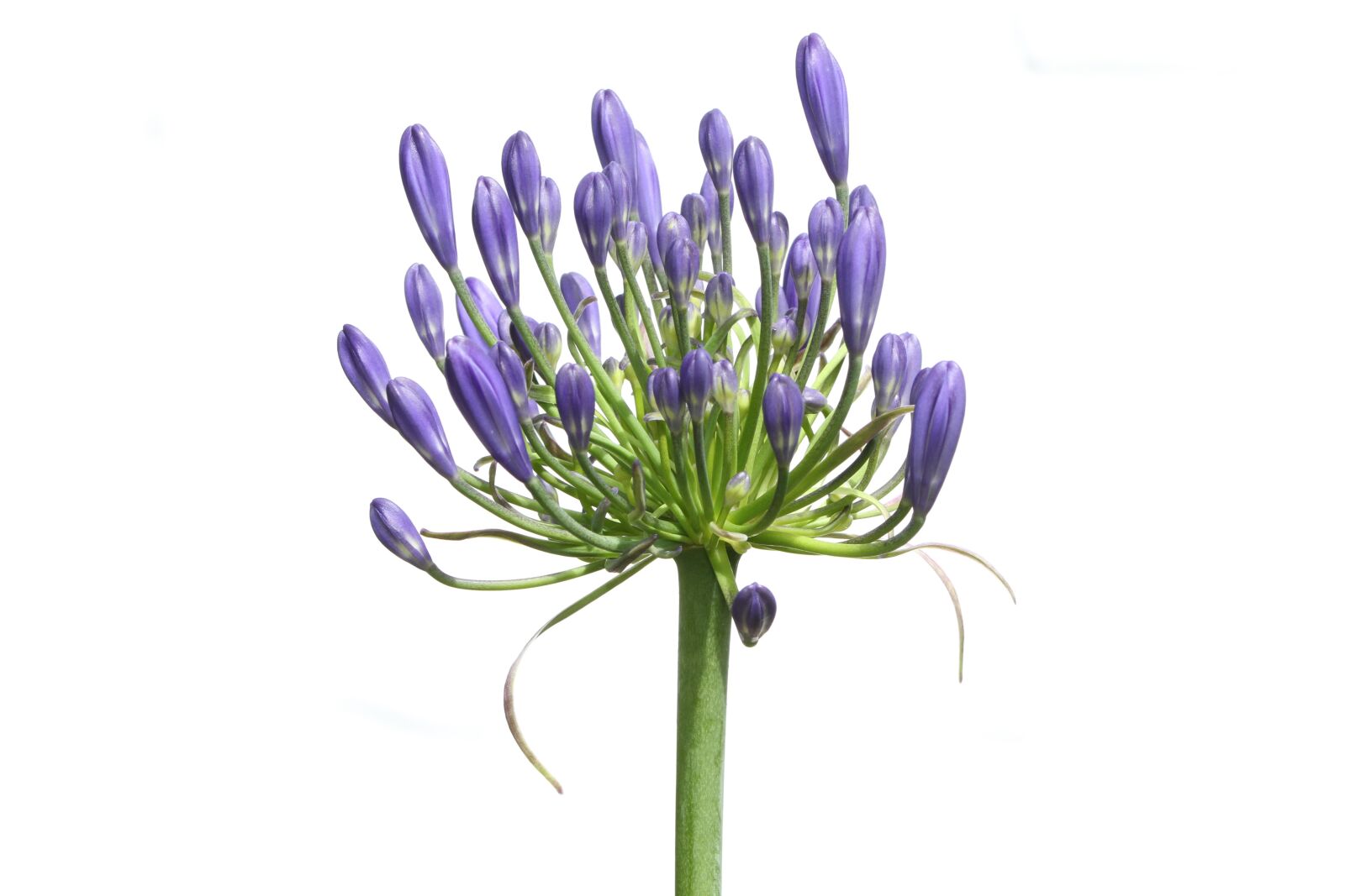 Canon EOS 7D sample photo. Agapanthus, agapanthus africanus, blossom photography