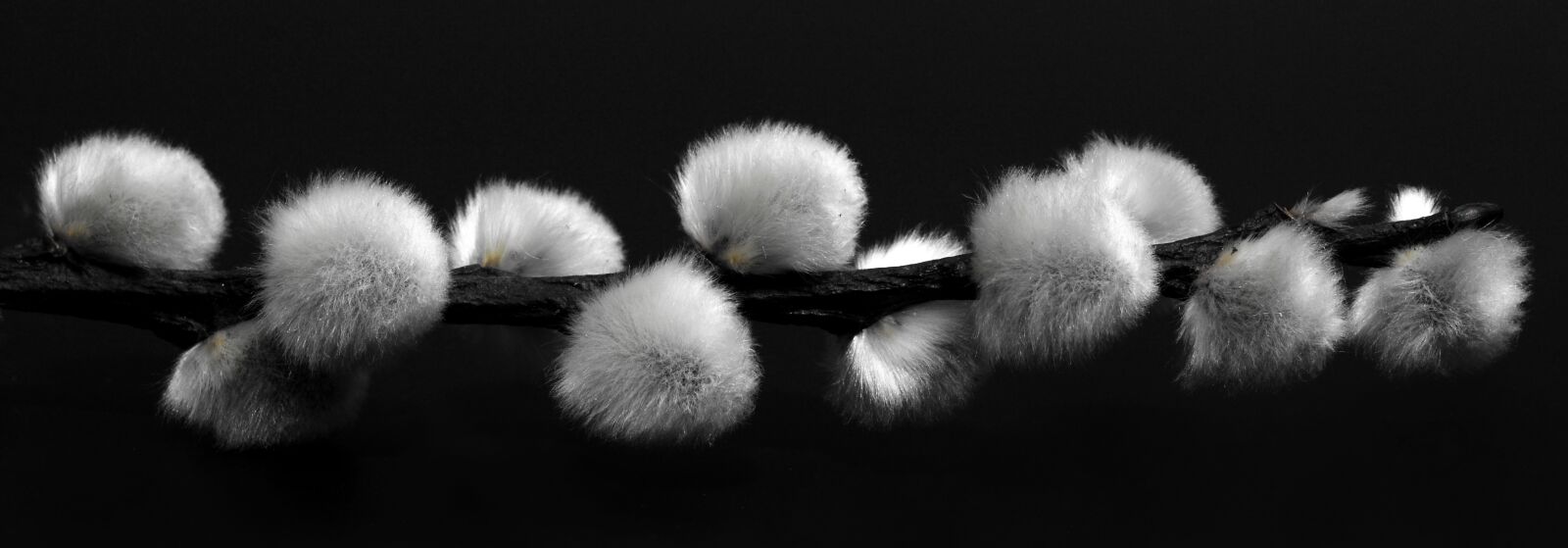 Nikon D7100 sample photo. Willow catkin, pasture, black photography