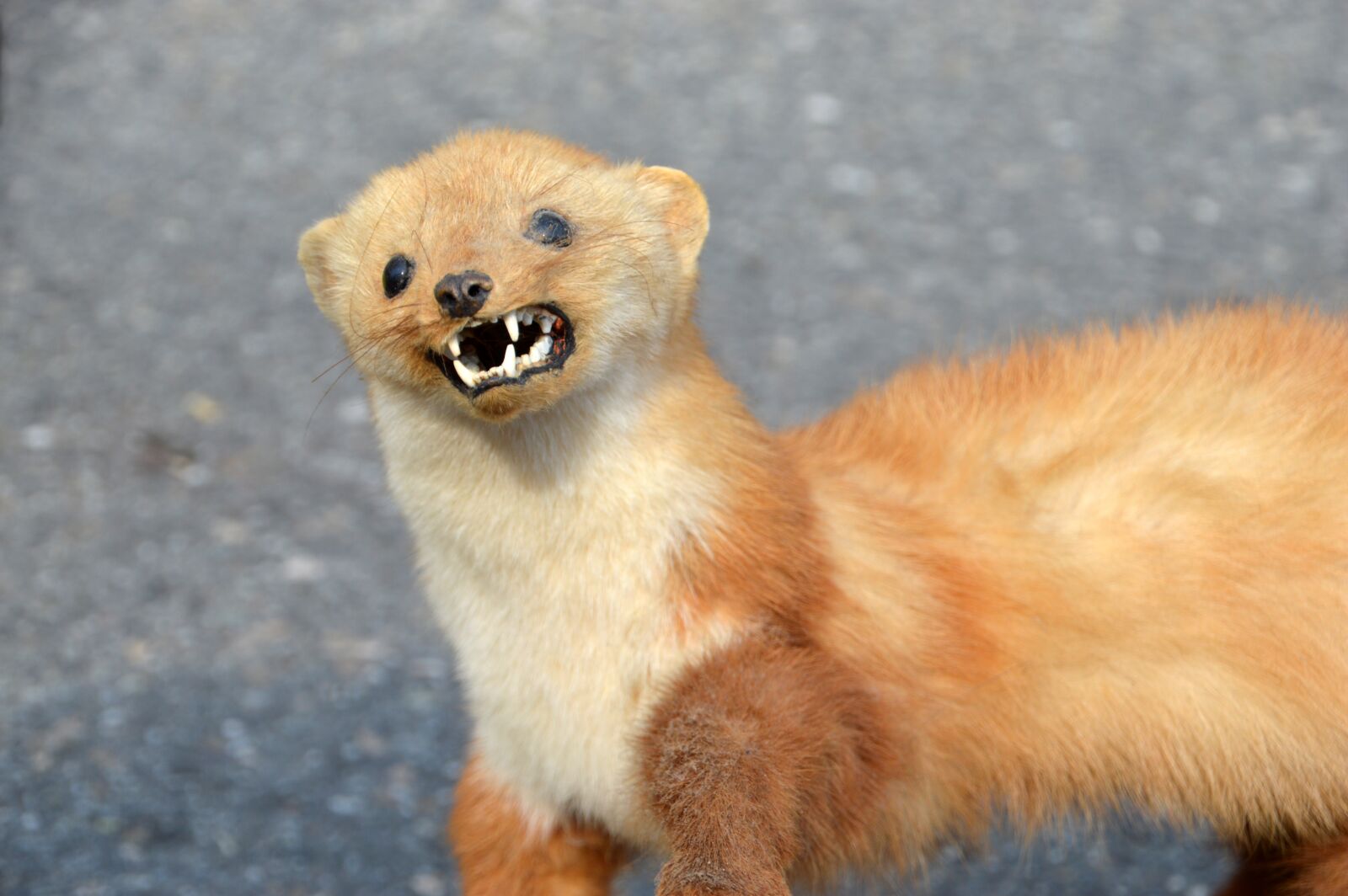 Nikon D3200 sample photo. Weasel, weasel of europe photography