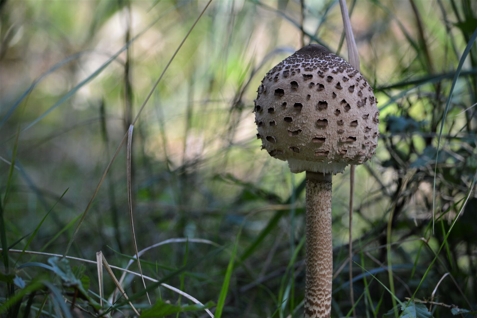 Nikon D5200 sample photo. Sponge, bedľa, nature photography
