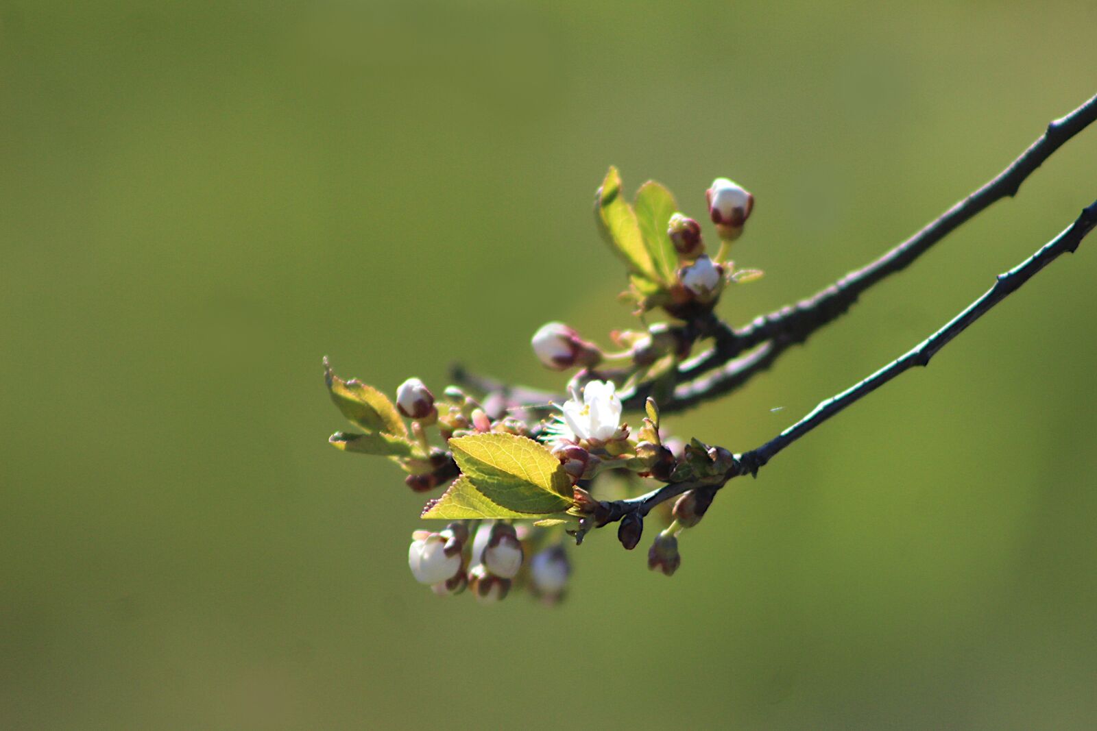 Canon EOS 4000D (EOS Rebel T100 / EOS 3000D) sample photo. Nature, plants, branches photography