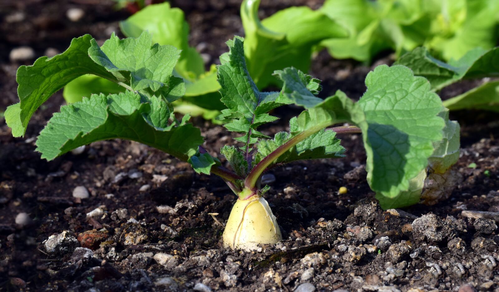 Nikon D3300 sample photo. Radish, cultivation, garden photography