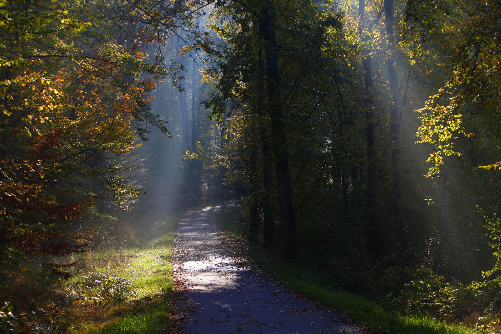 Canon EOS 5D Mark II sample photo. Wood, tree, autumn photography