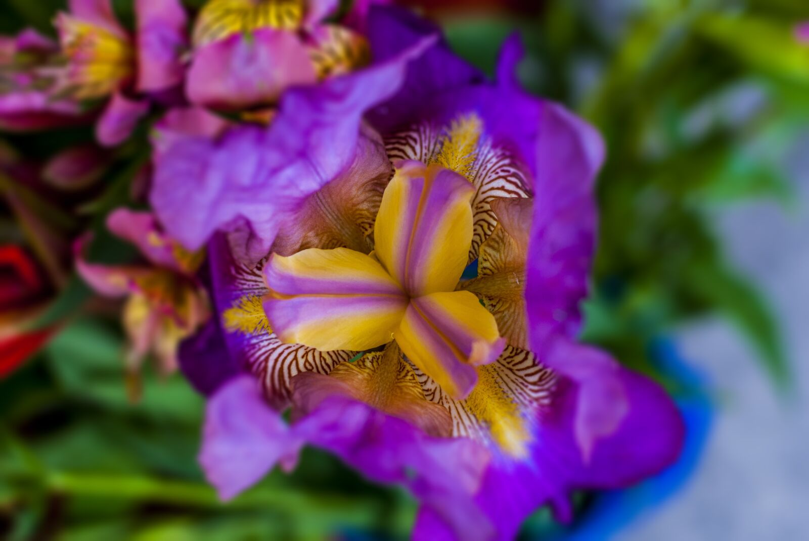 Nikon D60 sample photo. Flower, wild, flower beautiful photography