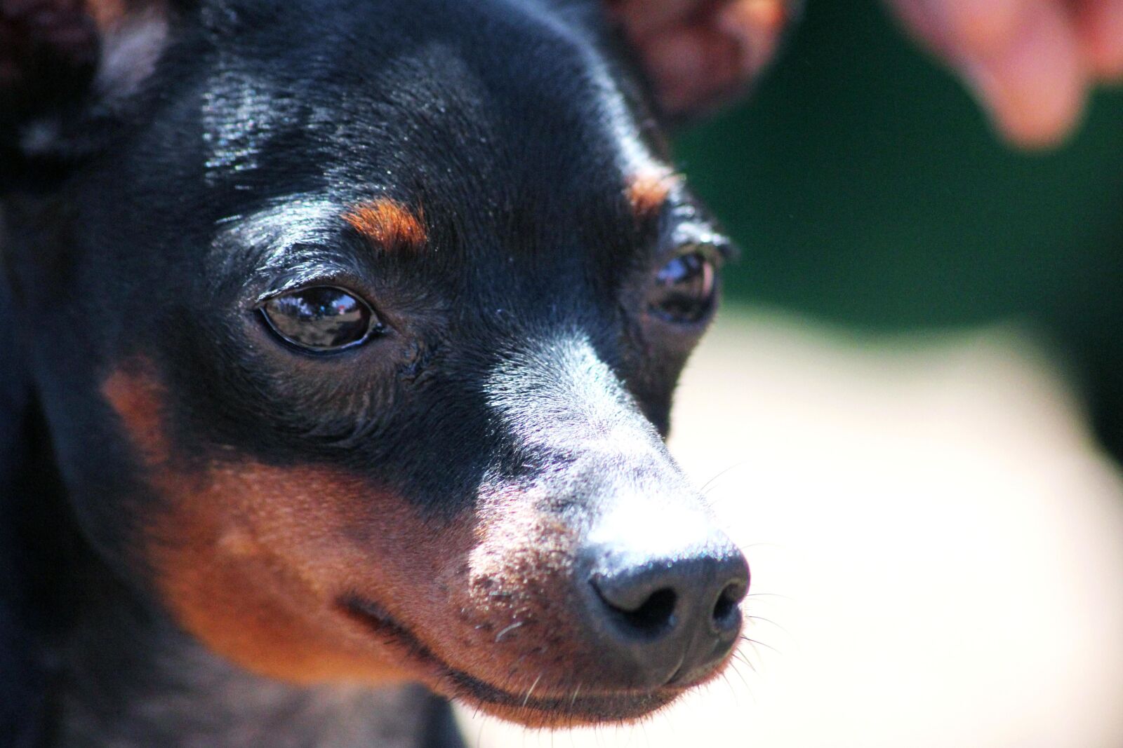 Canon EOS 550D (EOS Rebel T2i / EOS Kiss X4) sample photo. Face, dog, animal, black photography