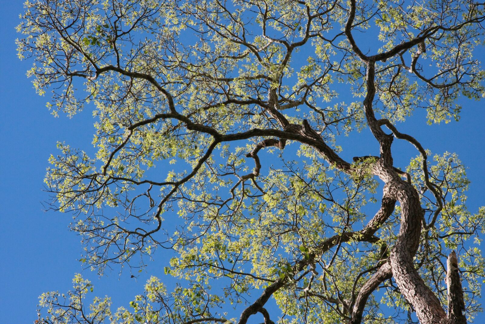 Canon EOS 40D sample photo. Tree, tree branches, forest photography