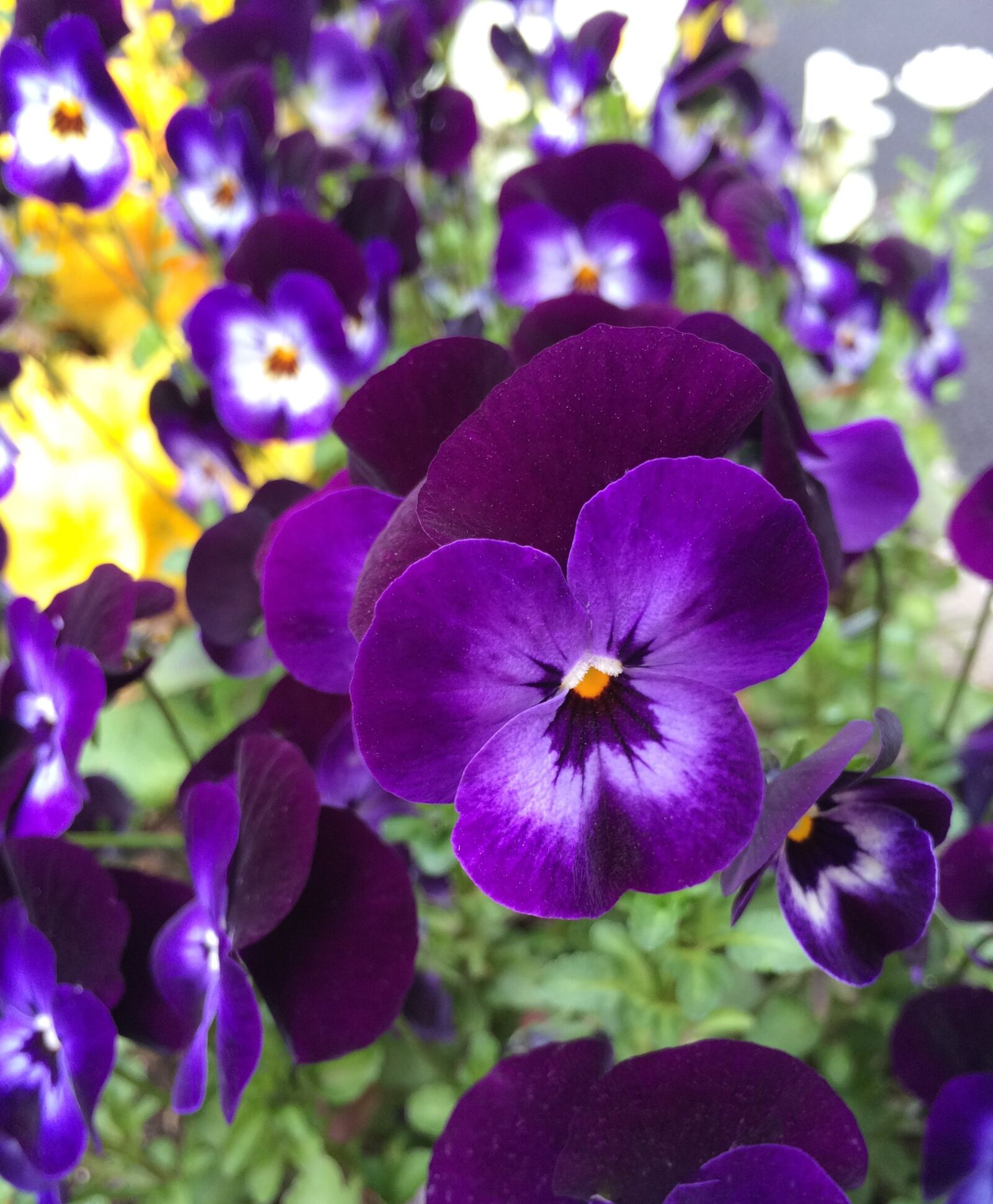 Apple iPhone 5s sample photo. Pansy, flowers, purple photography