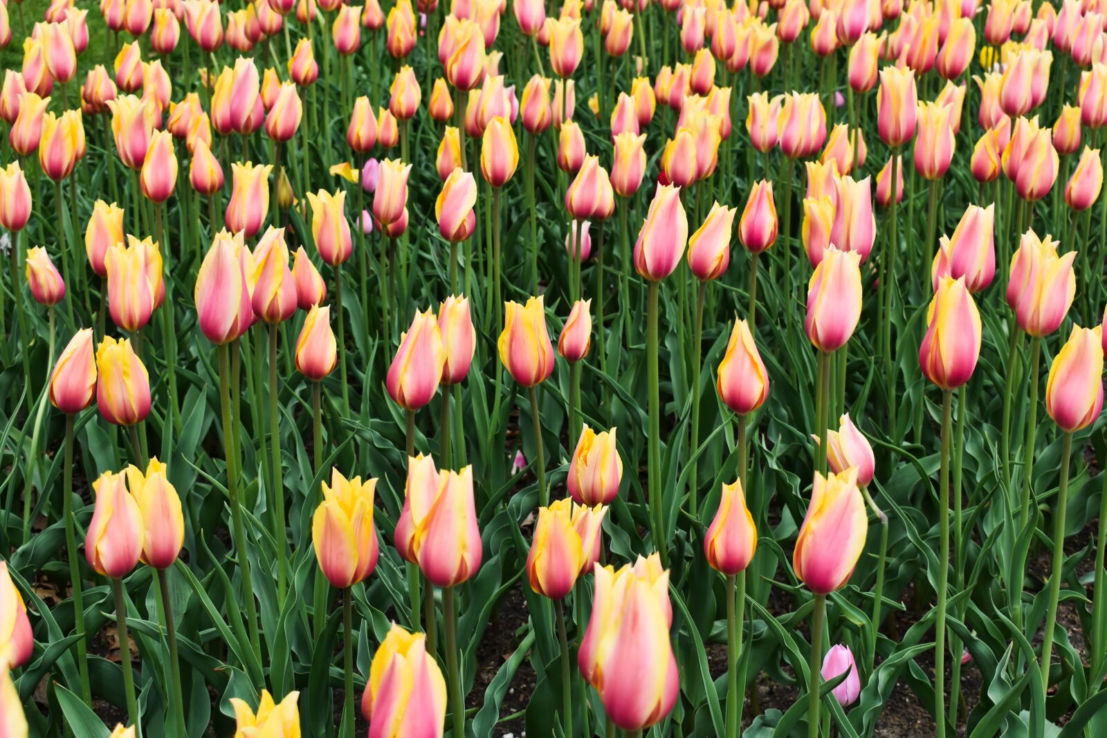 Nikon D3400 sample photo. Tulips, spring, flowers photography