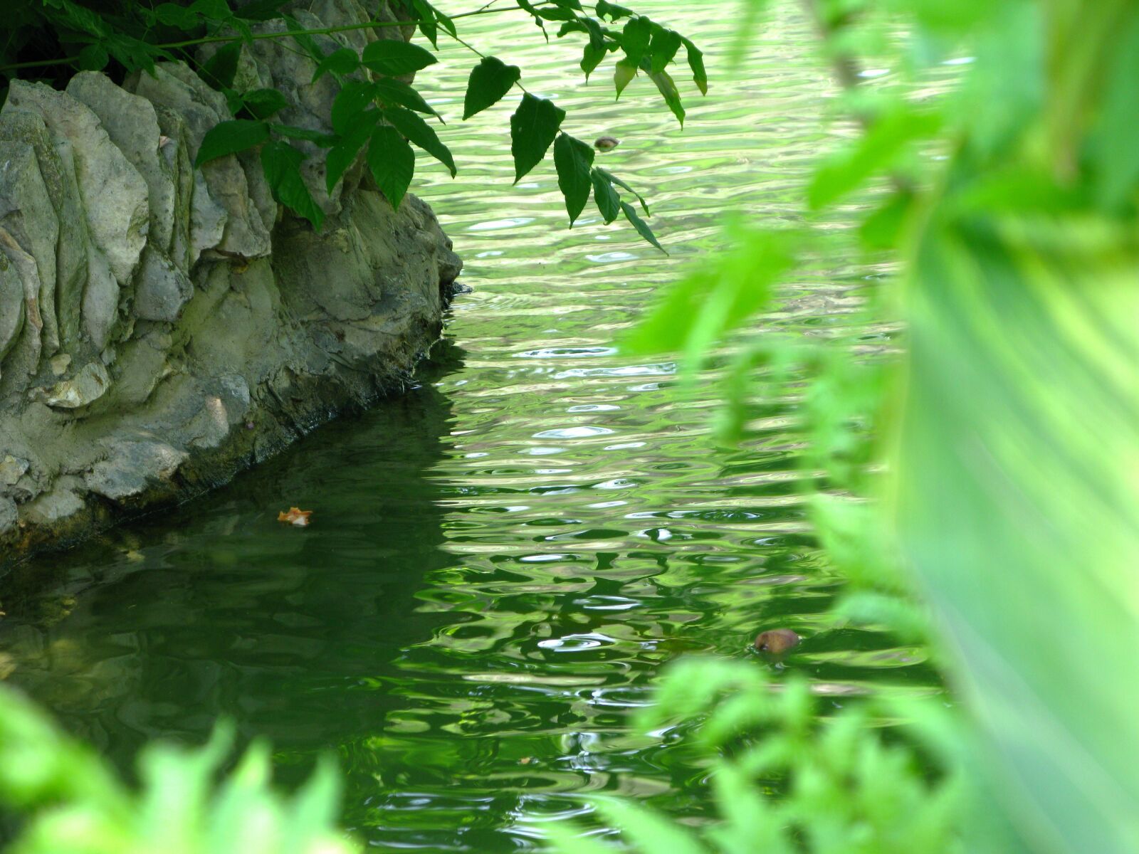 Canon POWERSHOT G9 sample photo. Still water, stream, nature photography