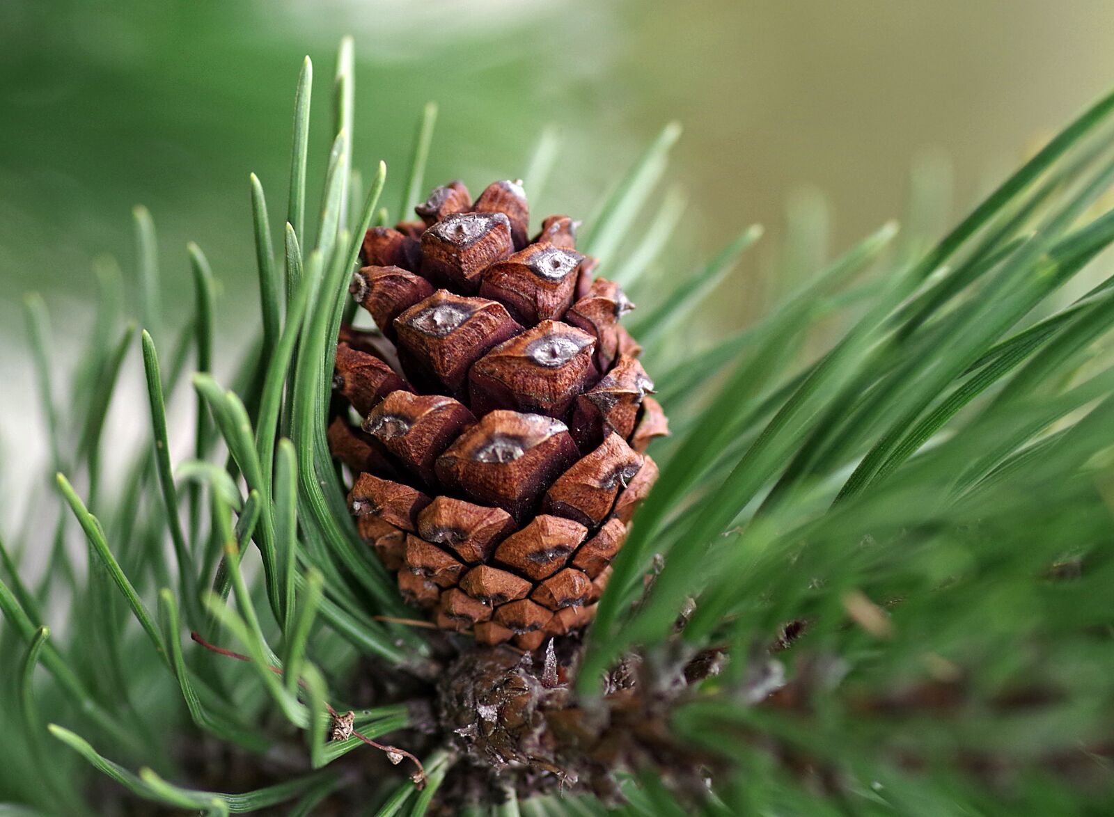 Pentax K-S2 sample photo. Pine cone, pine, coniferous photography