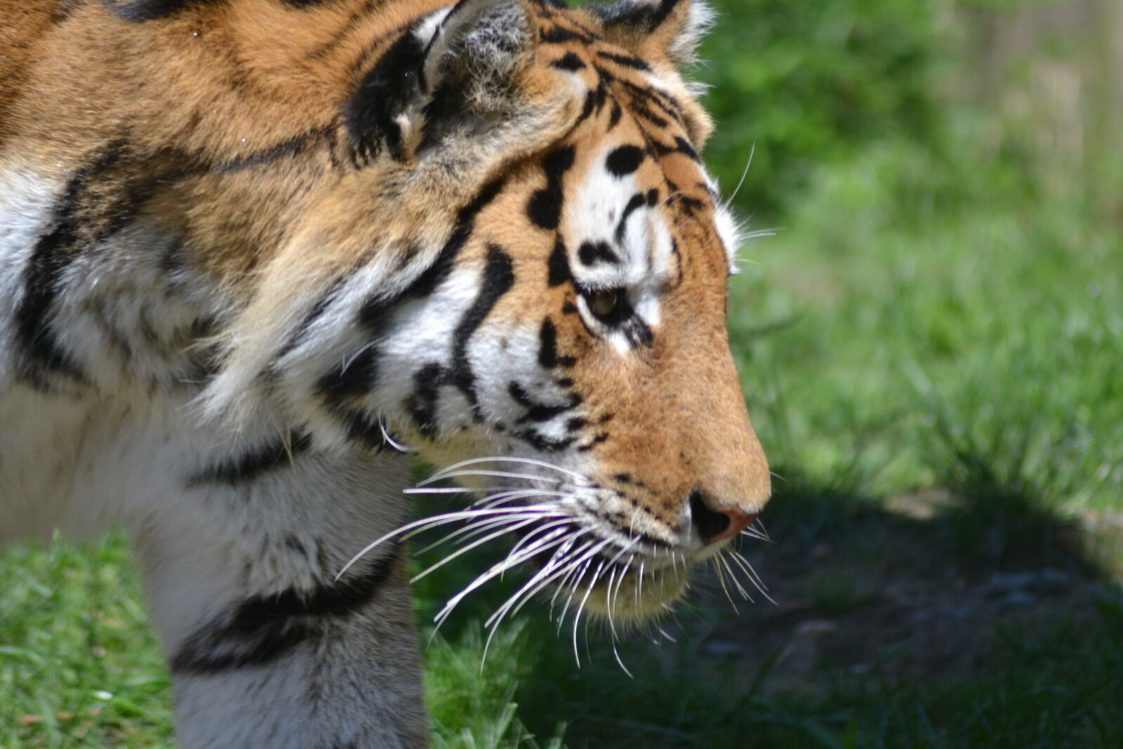 Nikon D3100 sample photo. Tiger photography