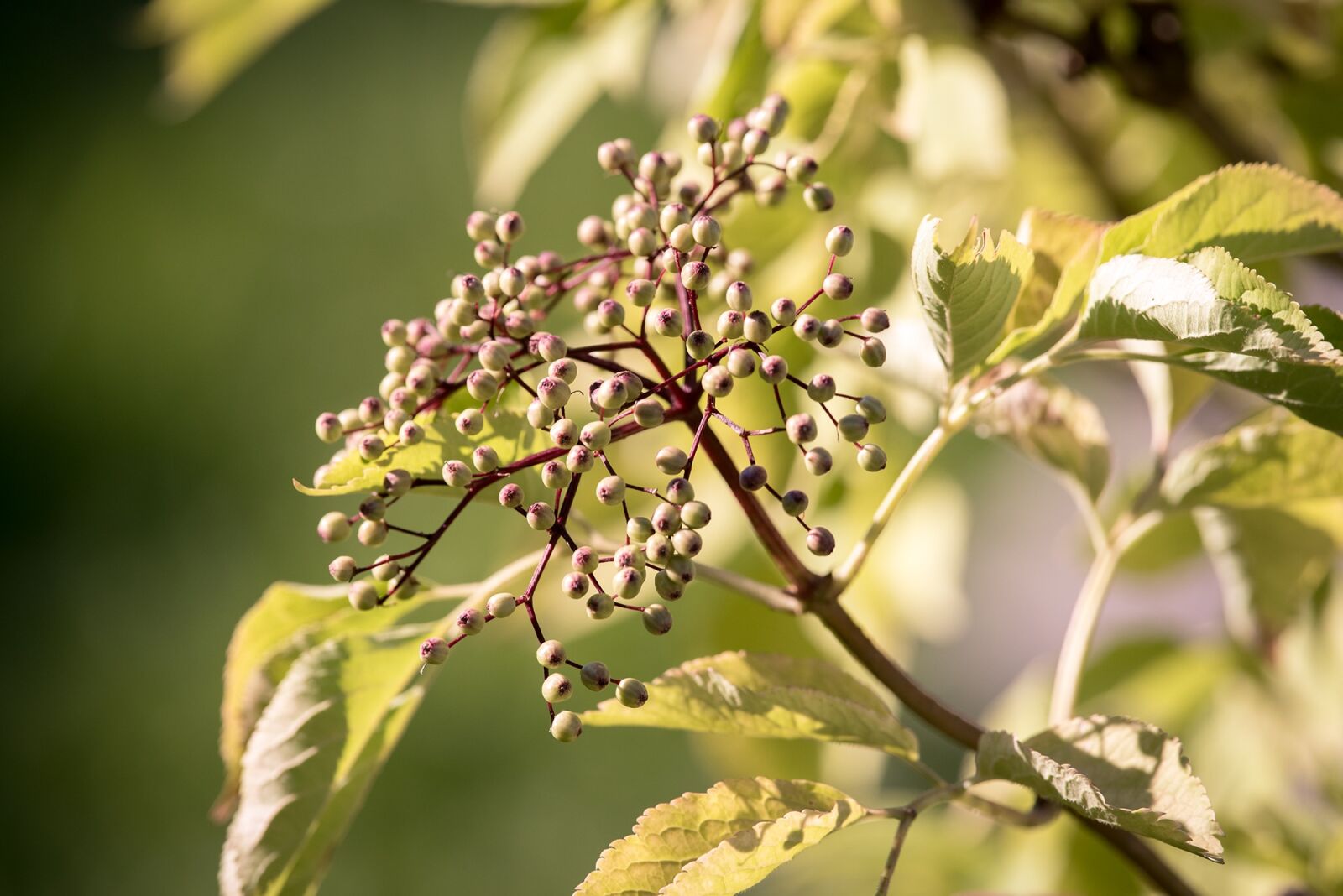 Nikon D750 sample photo. Elder, fruits, berries photography