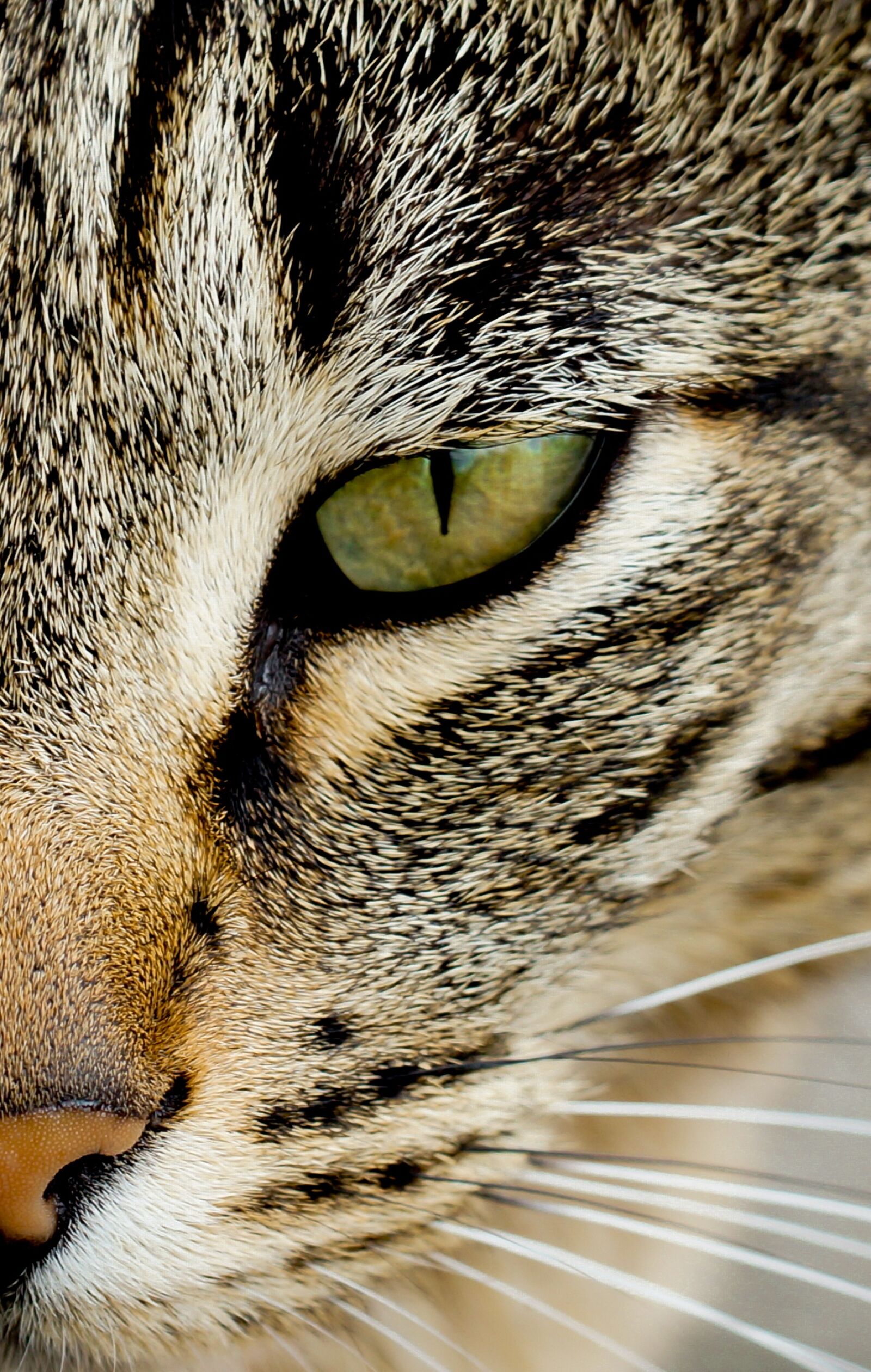 150mm F2.8 sample photo. Cat, eye, animal photography