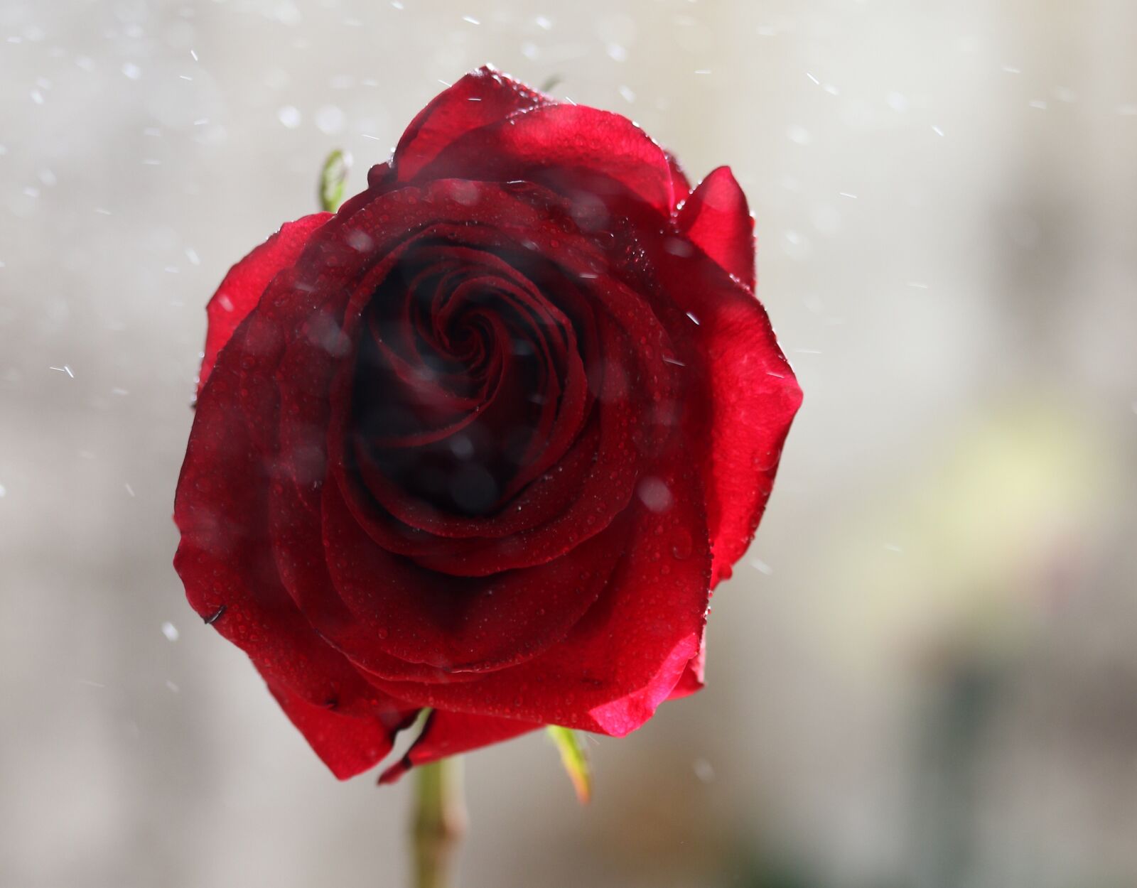 Canon EF-S 60mm F2.8 Macro USM sample photo. Rose, red, wet photography