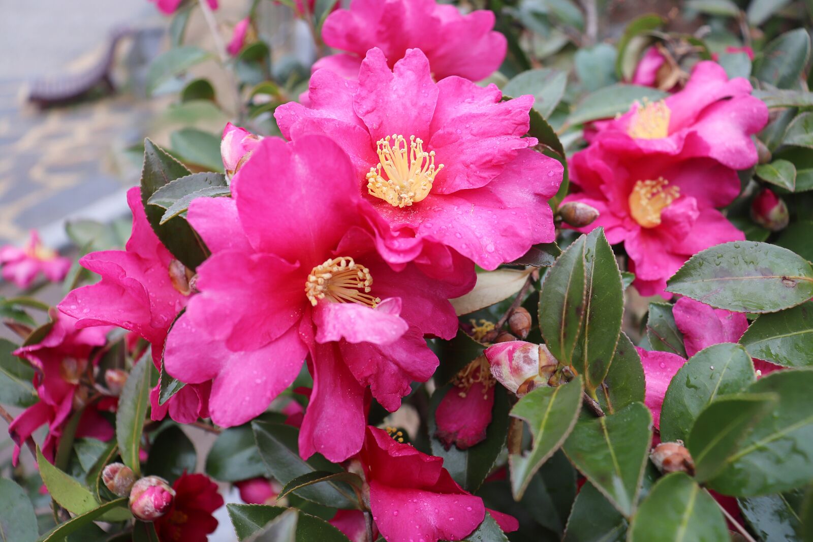 Canon EOS 200D (EOS Rebel SL2 / EOS Kiss X9) sample photo. Spring, pink, flower photography