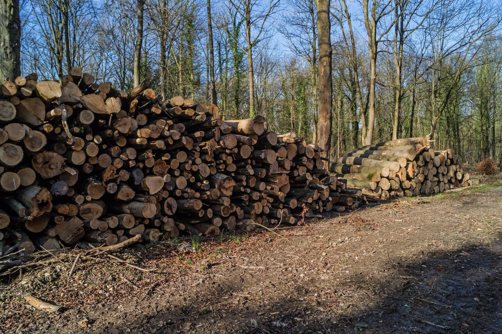 Sony DT 18-55mm F3.5-5.6 SAM II sample photo. Woodpile, logs, timber photography