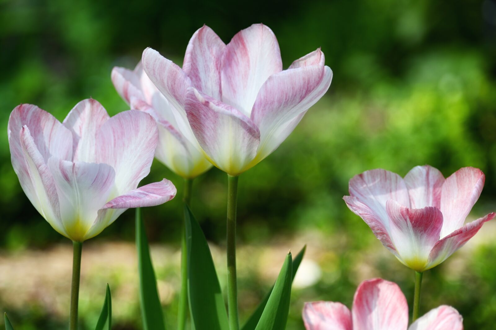 Nikon Z6 sample photo. Tulips, garden, spring photography