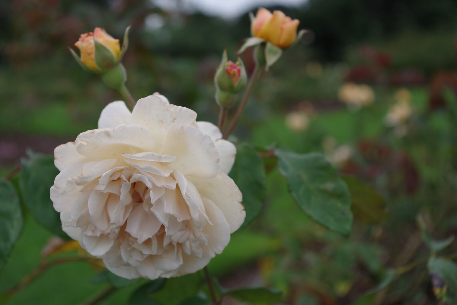 Pentax K-S1 sample photo. Rose, flower, floral photography