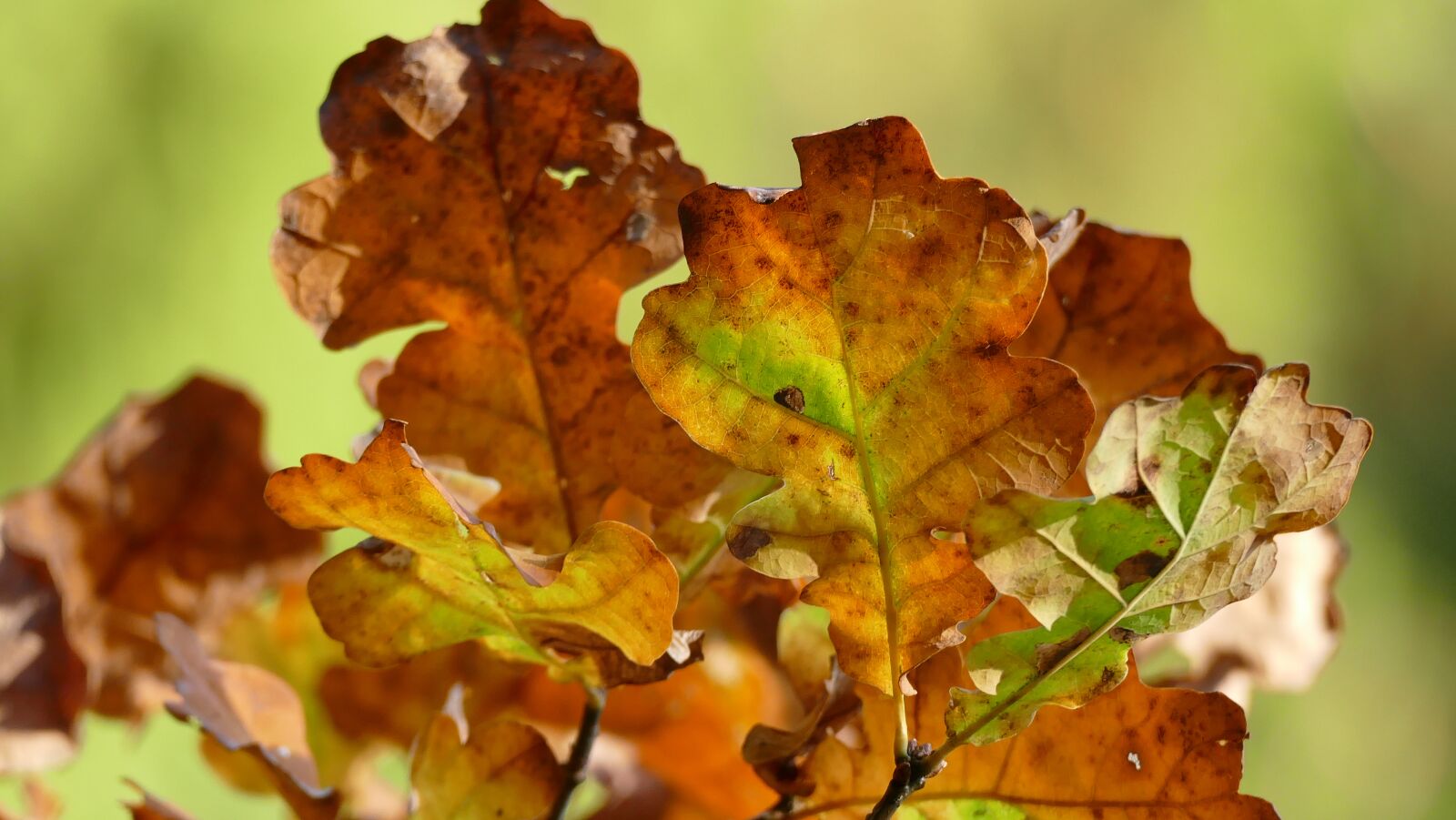 Panasonic Lumix DMC-FZ1000 sample photo. Autumn, leaves, fall foliage photography