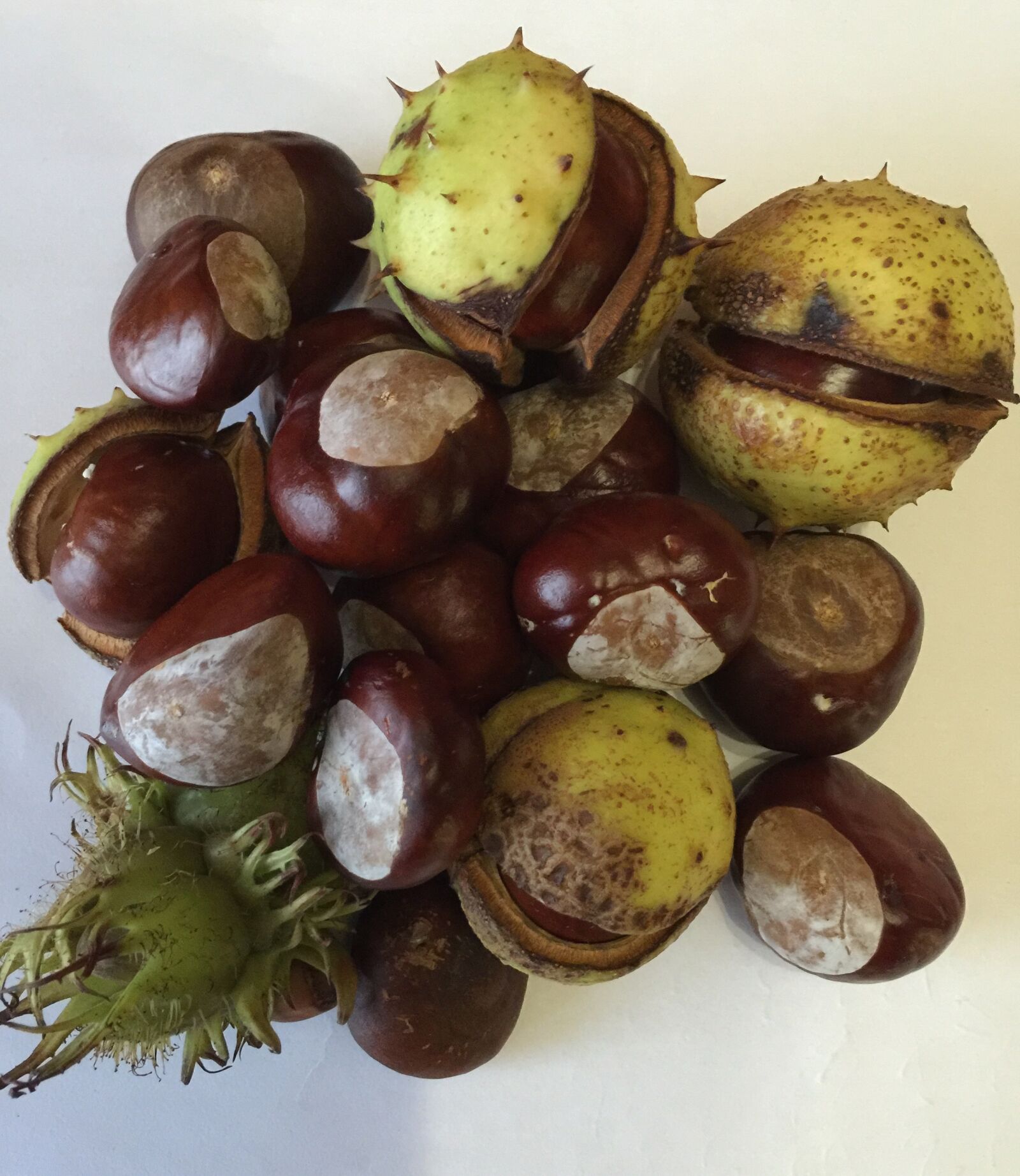 iPhone 6 Plus back camera 4.15mm f/2.2 sample photo. Chestnut, autumn, nature photography