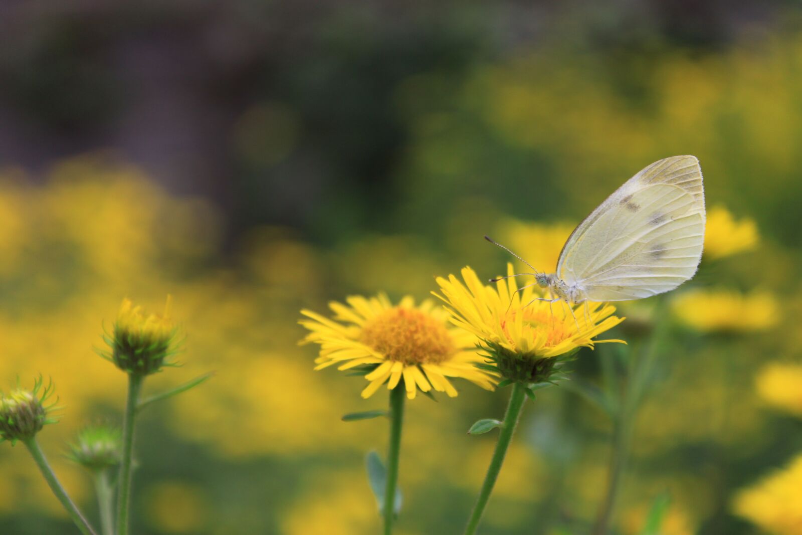 Canon EOS 500D (EOS Rebel T1i / EOS Kiss X3) sample photo. Flowers, butterfly, insects photography