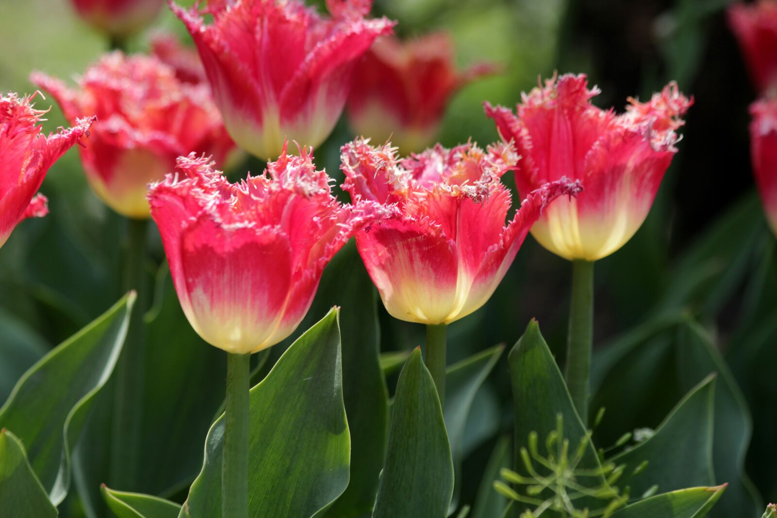 Canon EOS 650D (EOS Rebel T4i / EOS Kiss X6i) sample photo. Tulips, red tulips, flowers photography