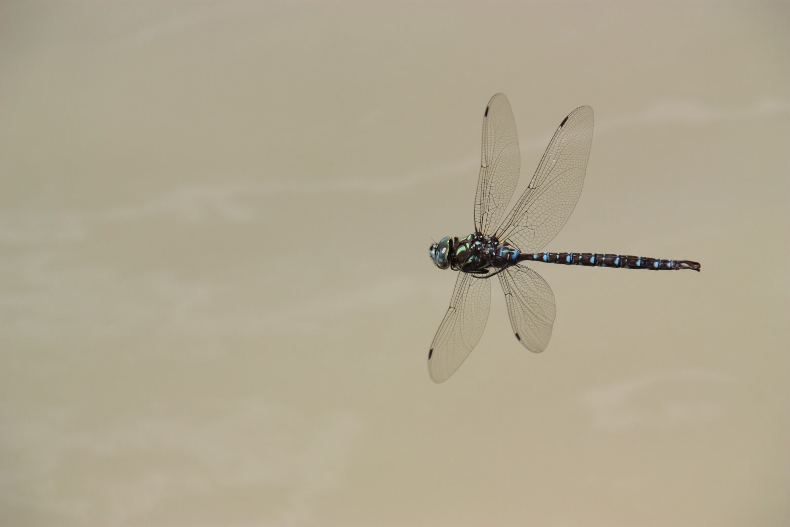 Canon EOS 450D (EOS Rebel XSi / EOS Kiss X2) sample photo. Dragonfly, fly, insect photography