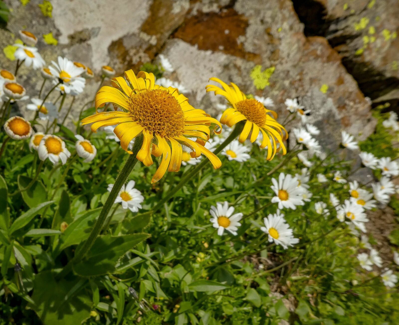 Panasonic DMC-TZ81 sample photo. Flower, yellow, summer photography