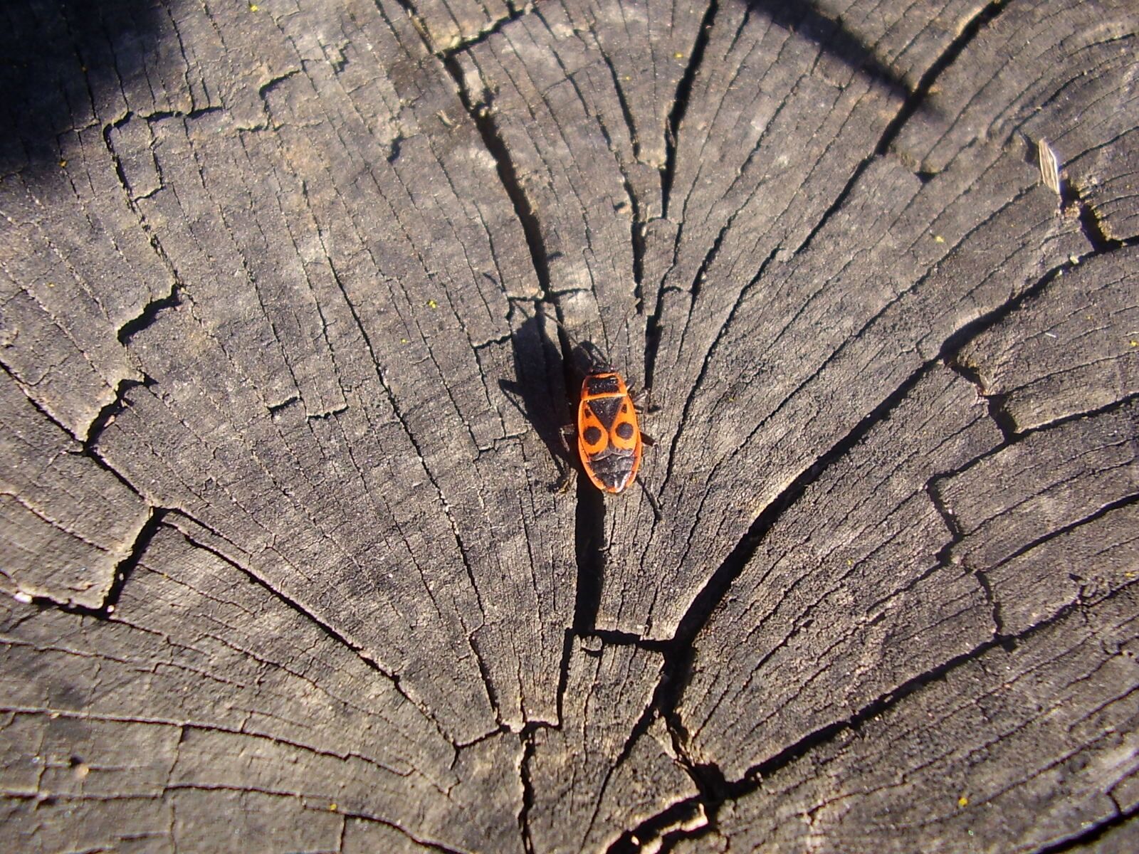 Olympus X450,D535Z,C370Z sample photo. Wood, beetle, insects photography