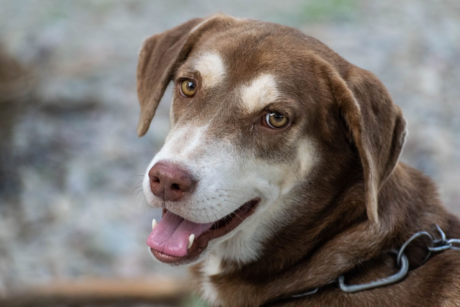 Nikon D3300 sample photo. Dog, puppy, canine photography