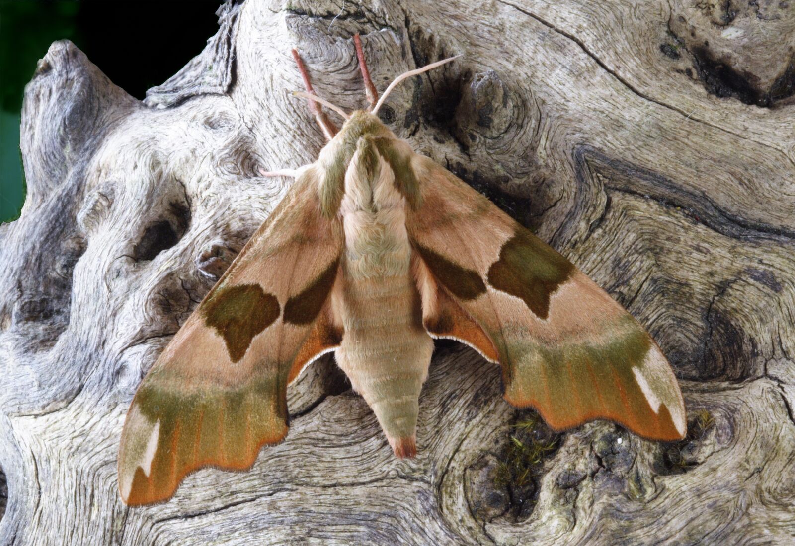 Canon EOS 350D (EOS Digital Rebel XT / EOS Kiss Digital N) sample photo. Moth, macro, lepidoptera photography