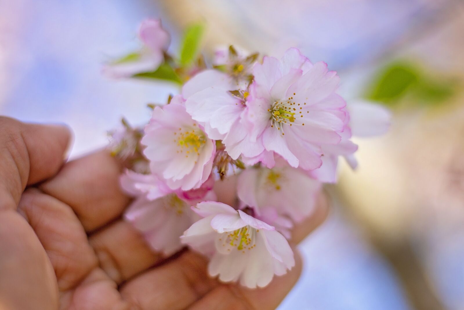 Canon EOS 6D + Canon EF 50mm F1.8 STM sample photo. Cherry blossom, blossom, bloom photography