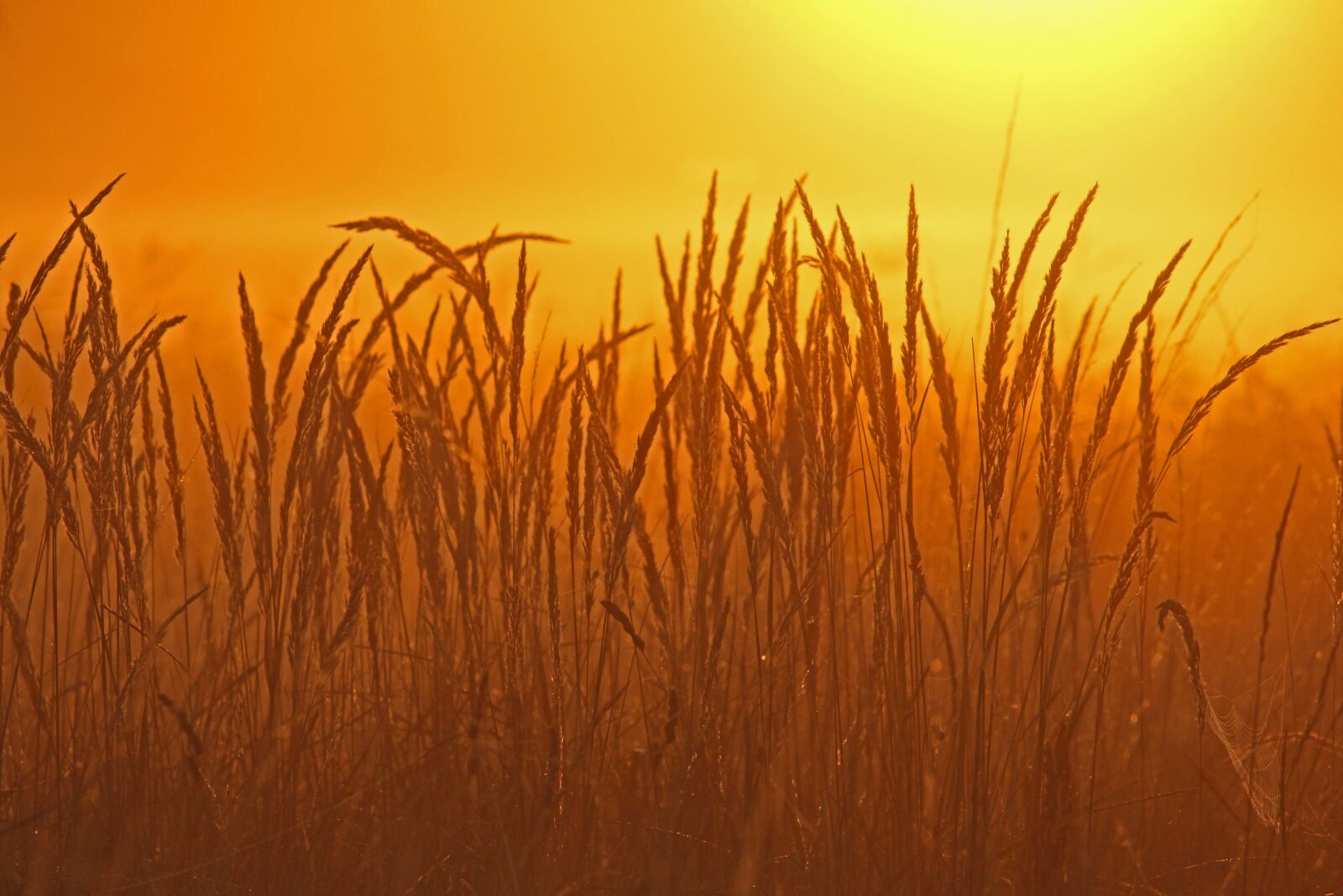 Canon EF-S 55-250mm F4-5.6 IS STM sample photo. Sunrise, morning mist, mood photography