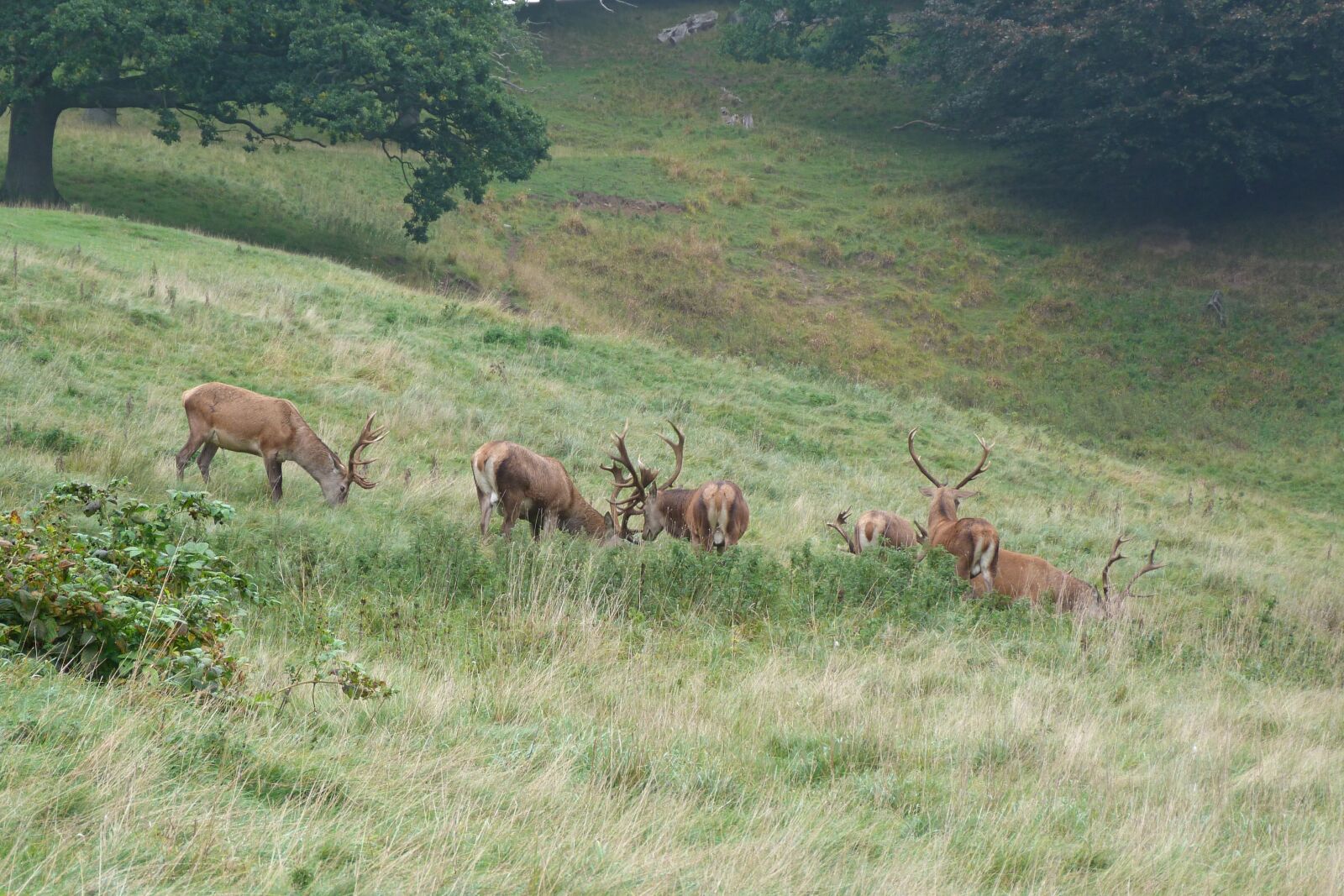Panasonic Lumix DMC-FZ40 (Lumix DMC-FZ45) sample photo. Red deer, grazing, antler photography