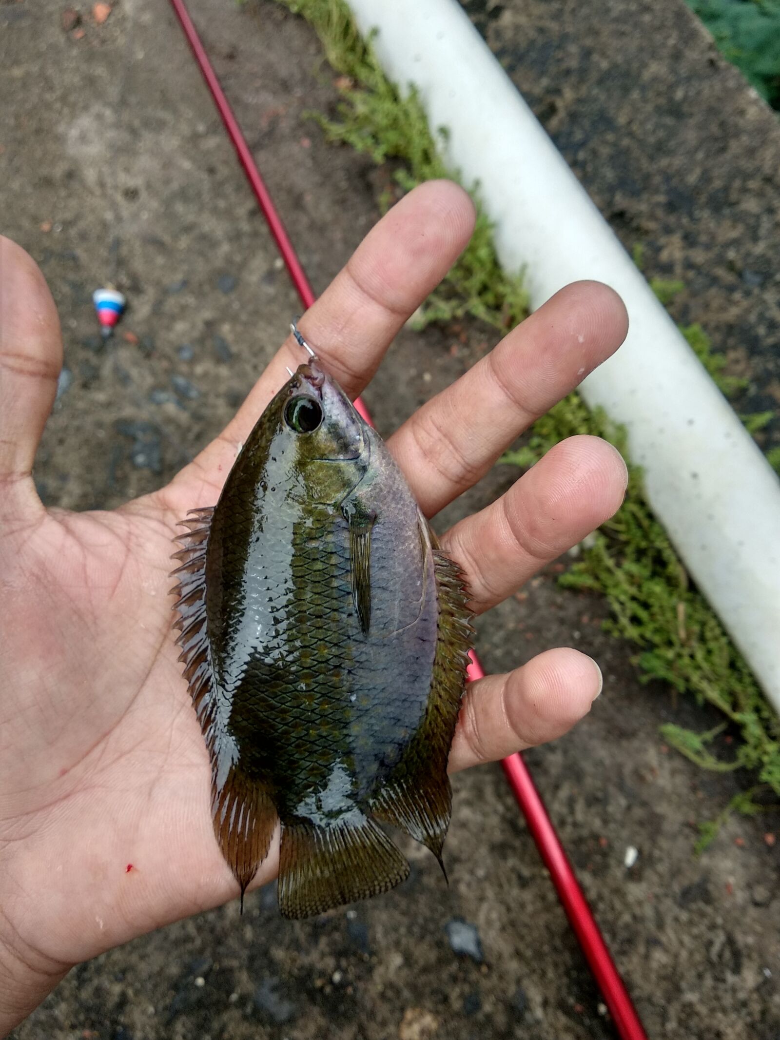 Xiaomi Mi A1 sample photo. Fish, fishing, holiday photography