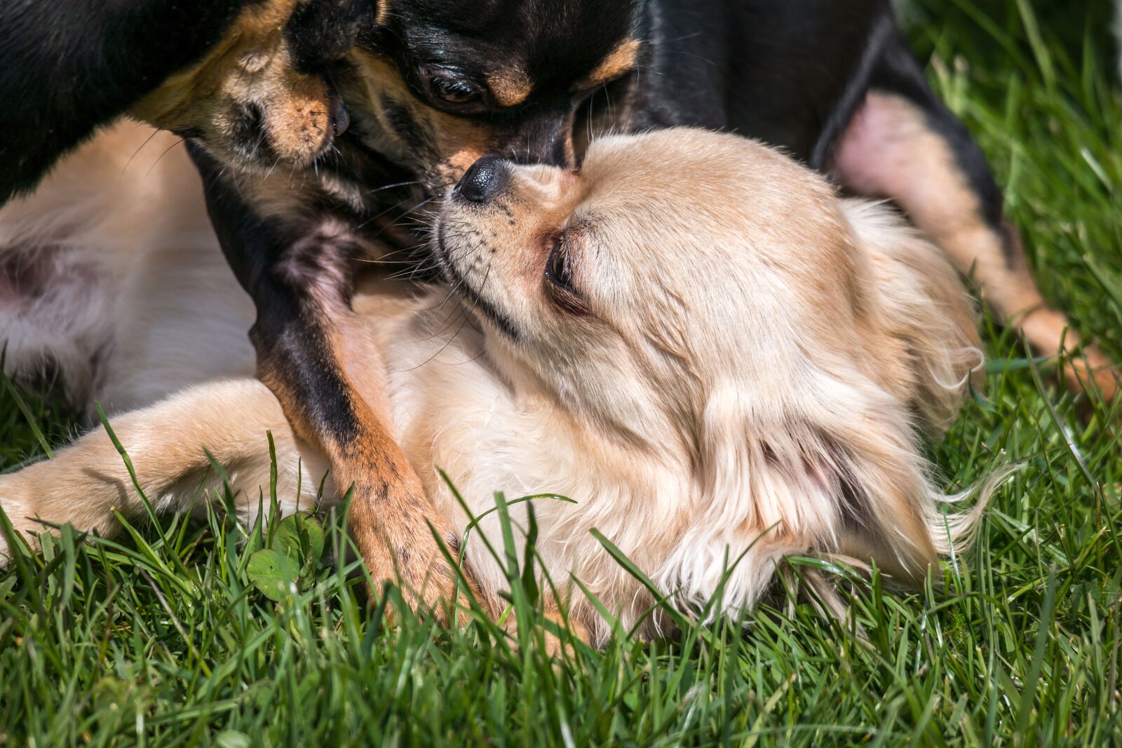 Samsung NX300M + Samsung NX 50-200mm F4-5.6 ED OIS sample photo. Chihuahua, dog, chiwawa photography