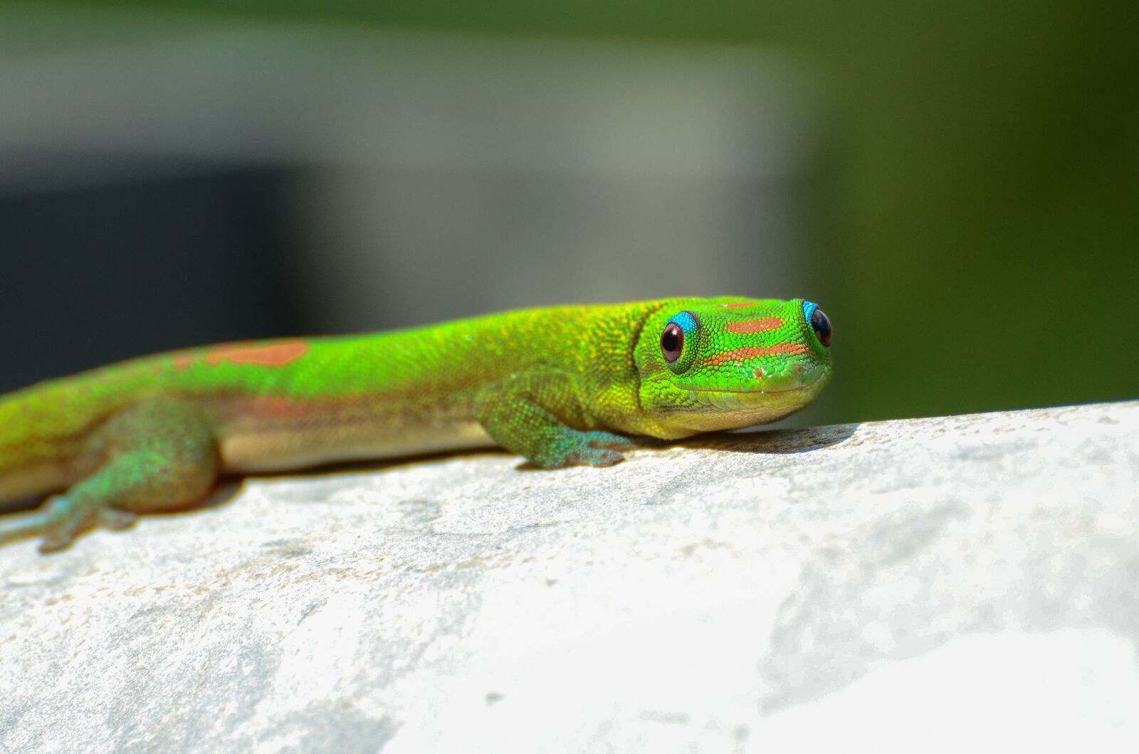 Nikon D7000 sample photo. Gecko, hawaii, animal photography
