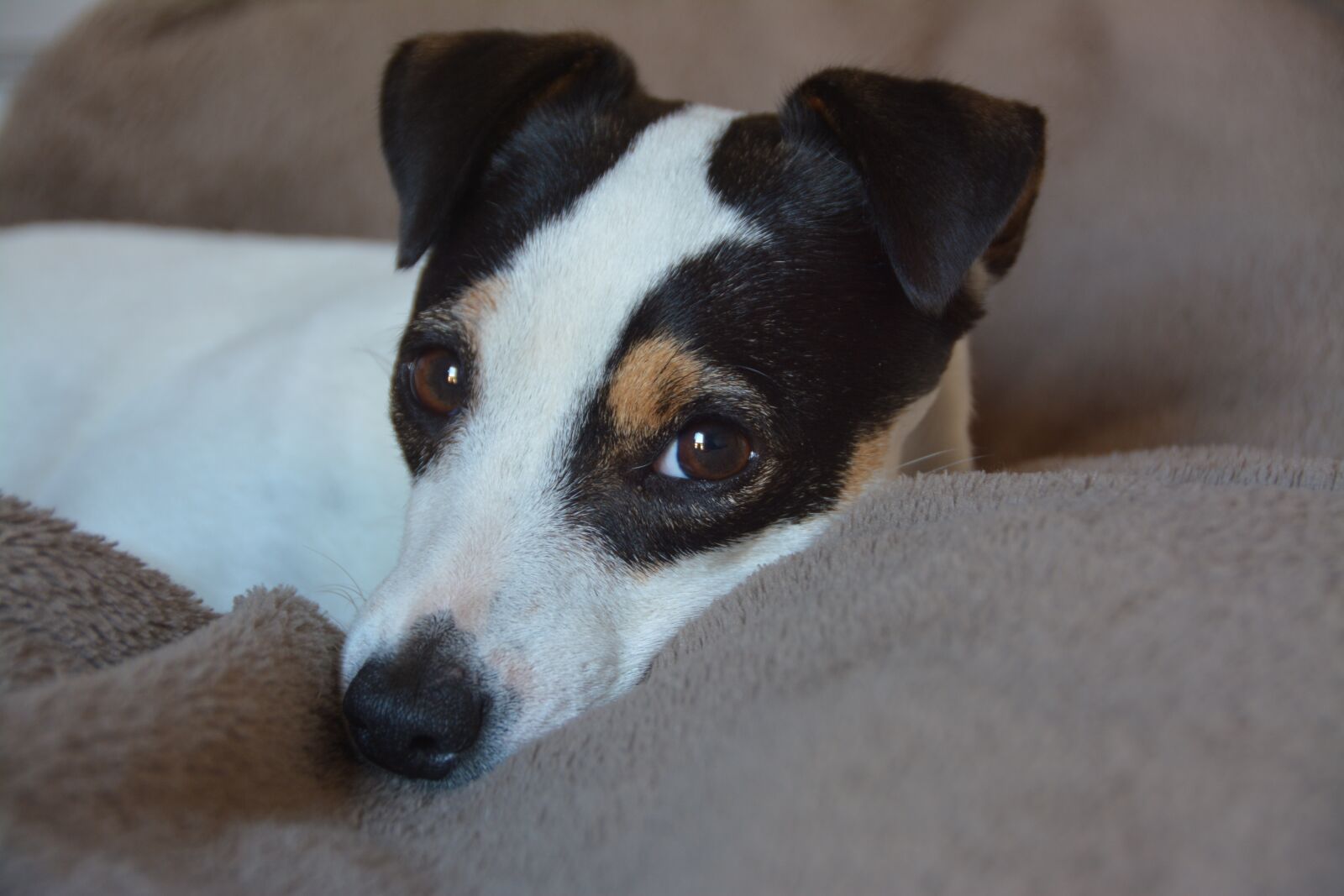 Nikon D7100 sample photo. Dog, jack russel, animals photography