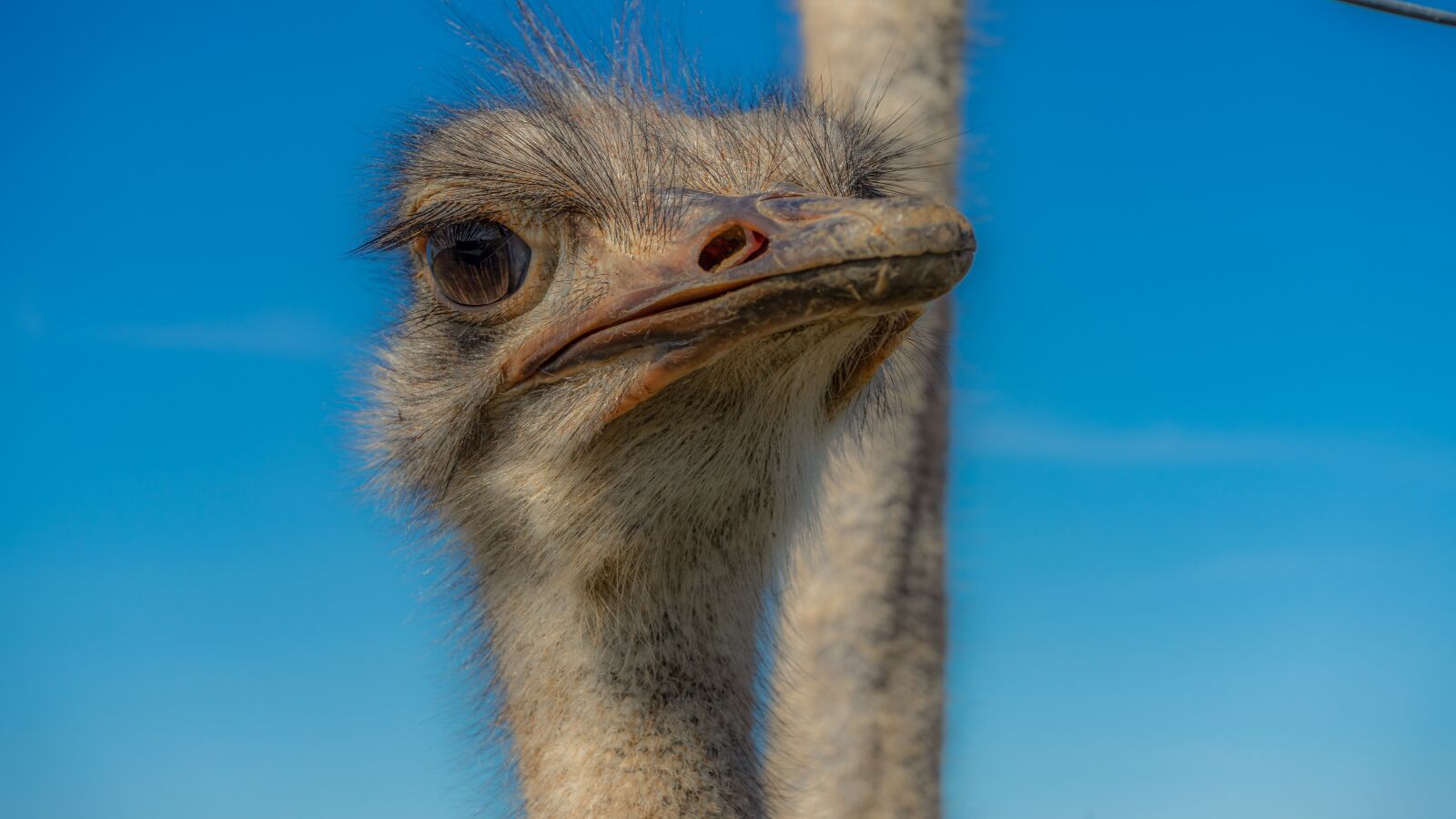 Sony a7 II + Sony FE 28-70mm F3.5-5.6 OSS sample photo. Strauss, bird, head photography