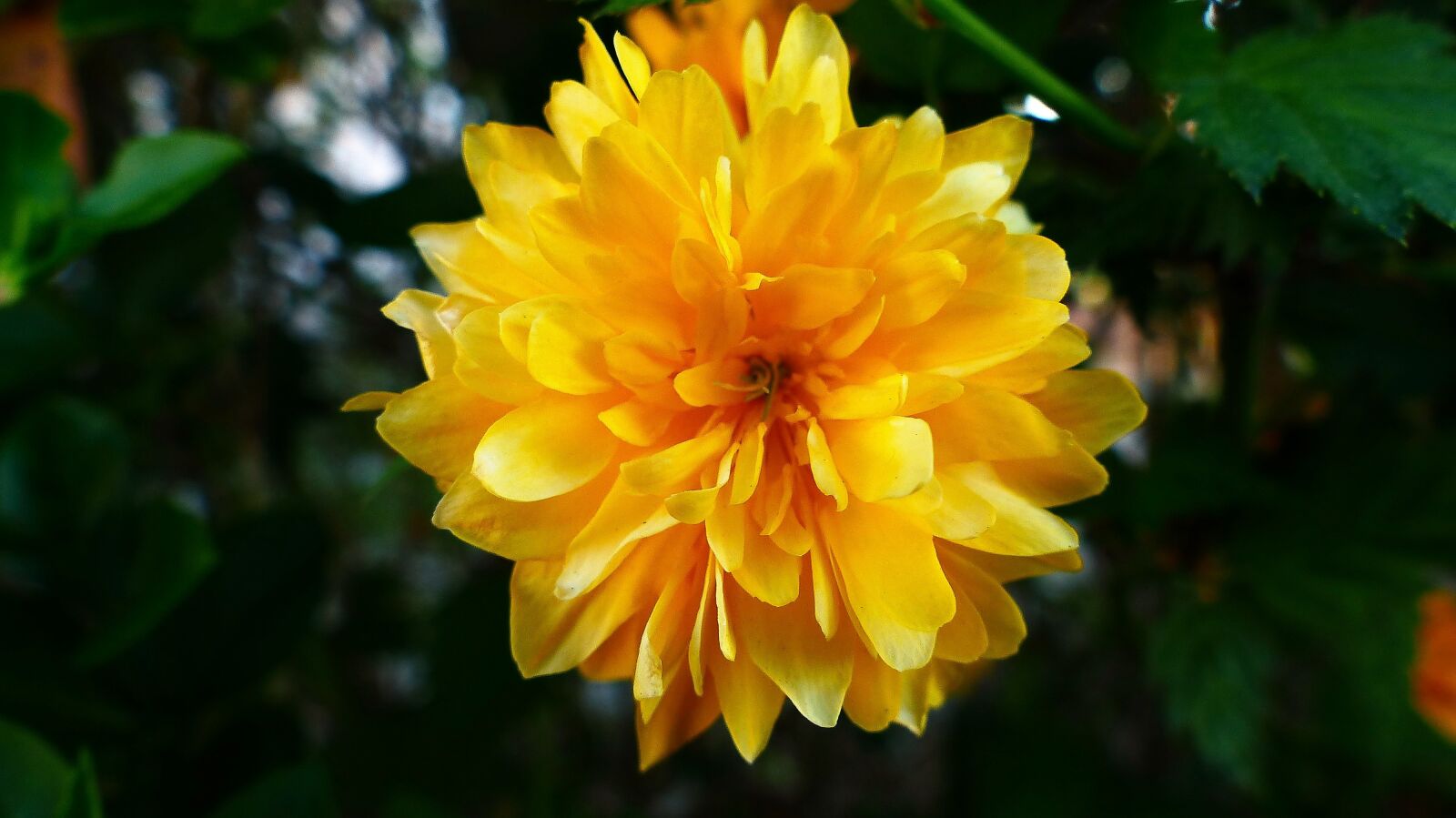 Panasonic Lumix DMC-FZ200 sample photo. Flower, nature, plant photography