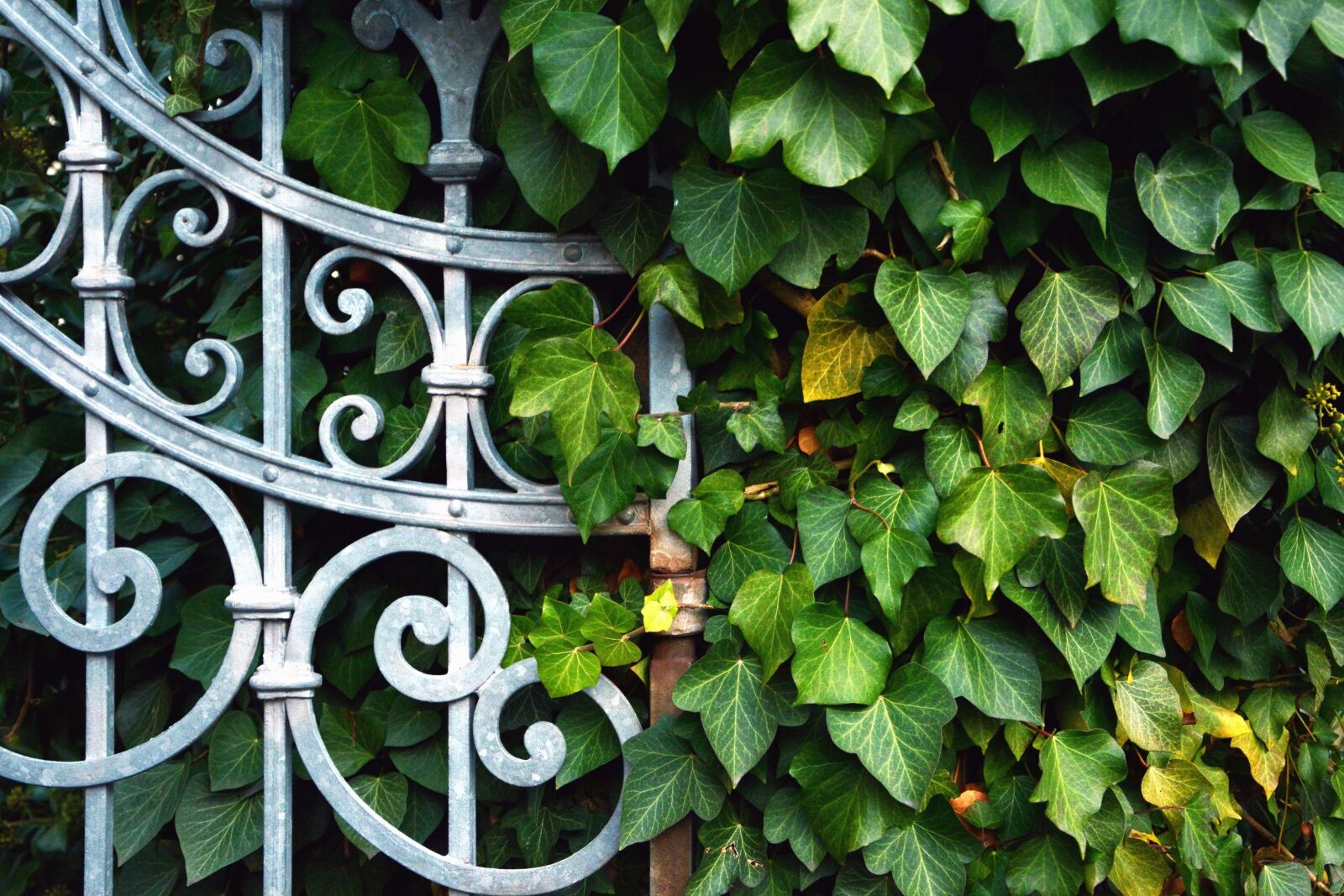 Nikon D5200 sample photo. Plant, fence, metal, ivy photography