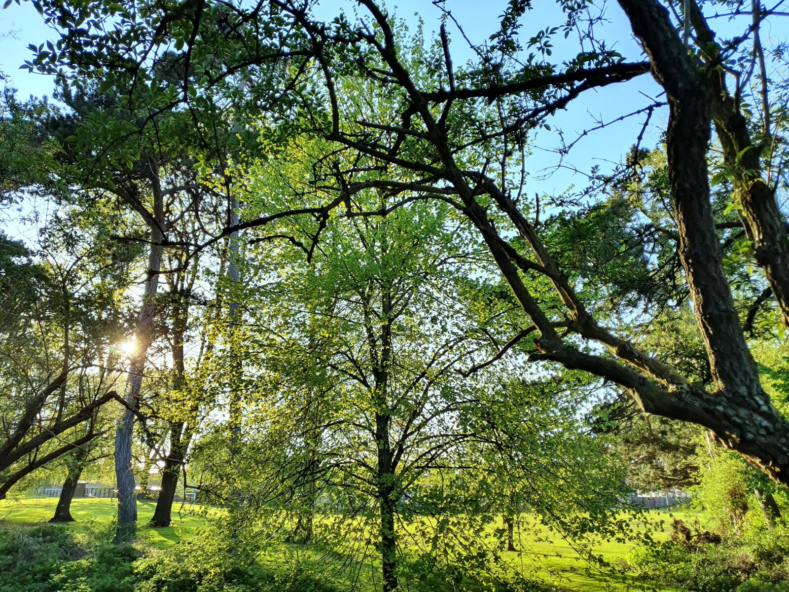 Samsung Galaxy S10 sample photo. Trees, forest, nature photography