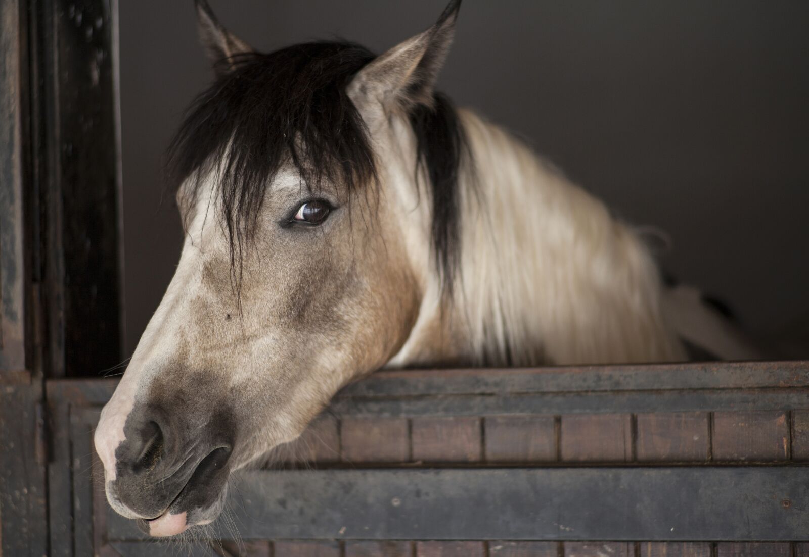 ZEISS Planar T* 85mm F1.4 sample photo. Horse, animal, the horses photography