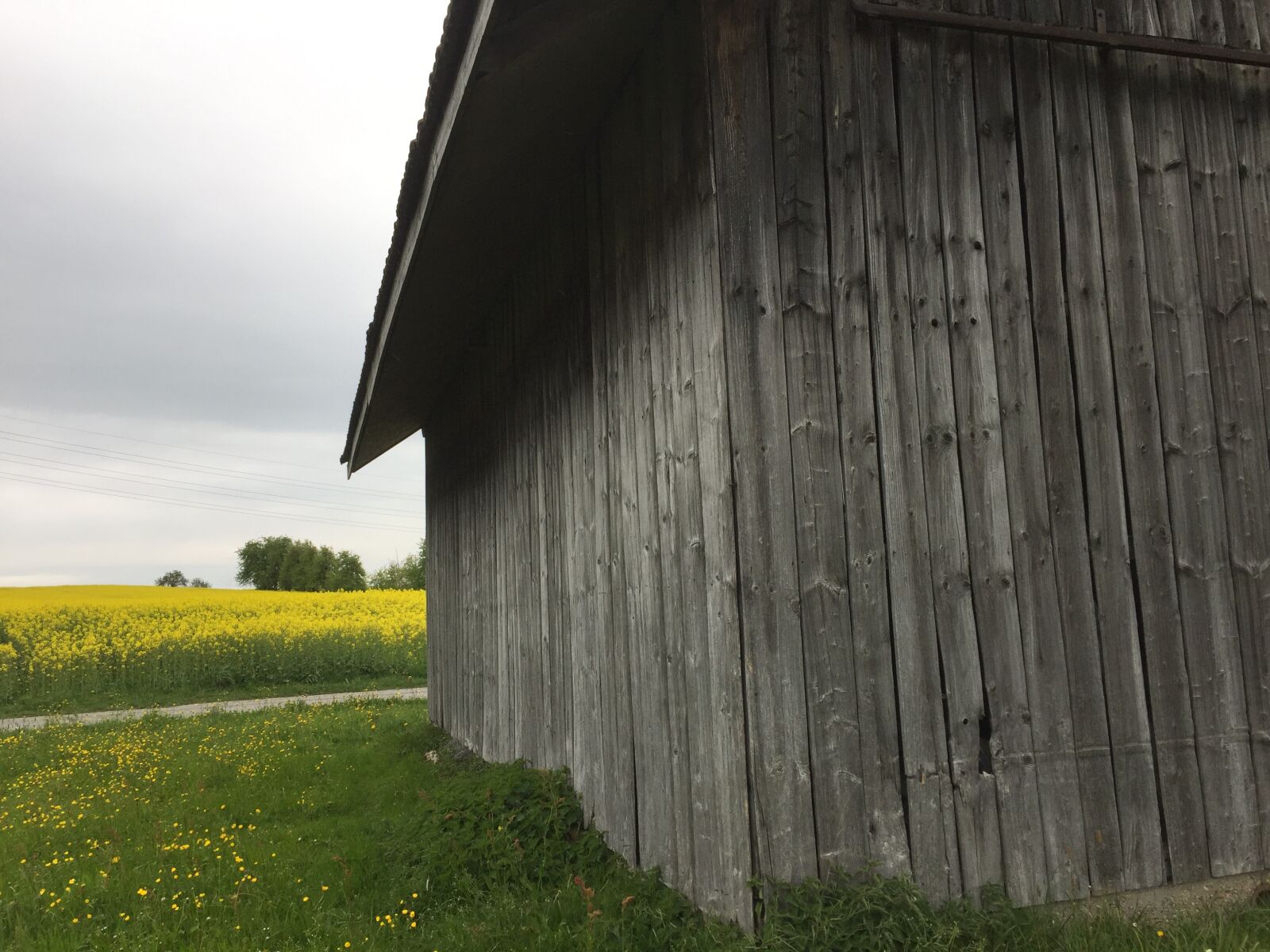 Apple iPhone 6 sample photo. Oilseed rape, hut, yellow photography