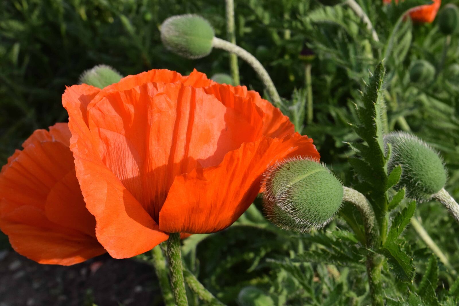 Nikon D3300 sample photo. Poppy, flower, flora, nature photography