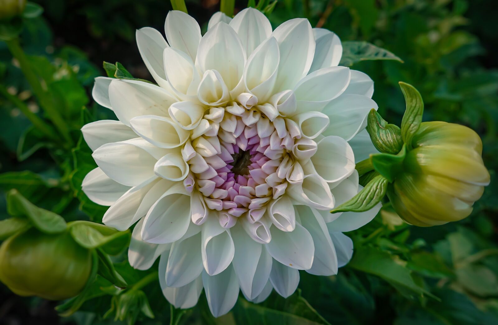 Sony DSC-RX100M5 sample photo. Dahlia, flower, white photography